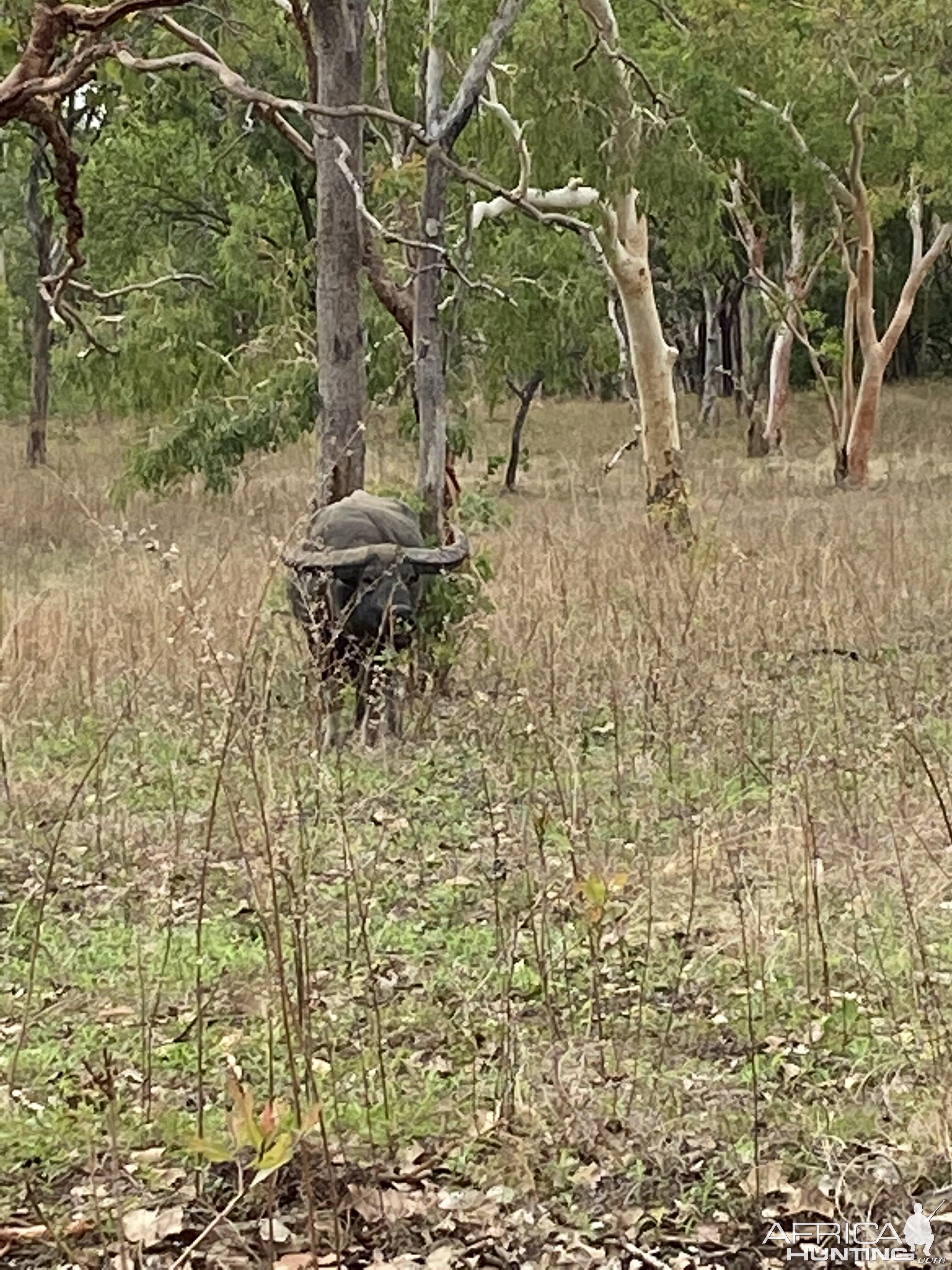 Asiatic Water Buffalo Australia