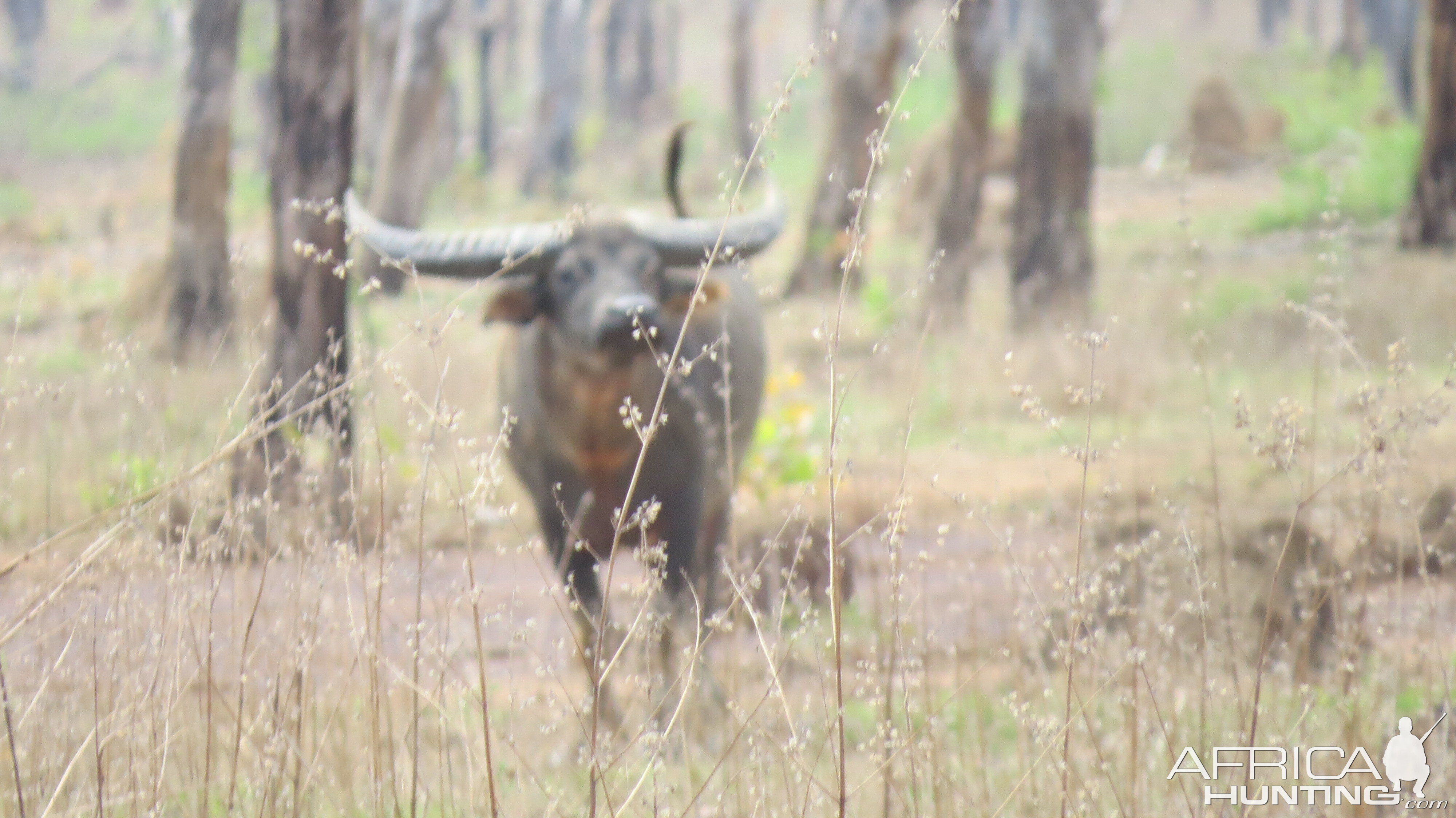 Asiatic Water Buffalo Australia