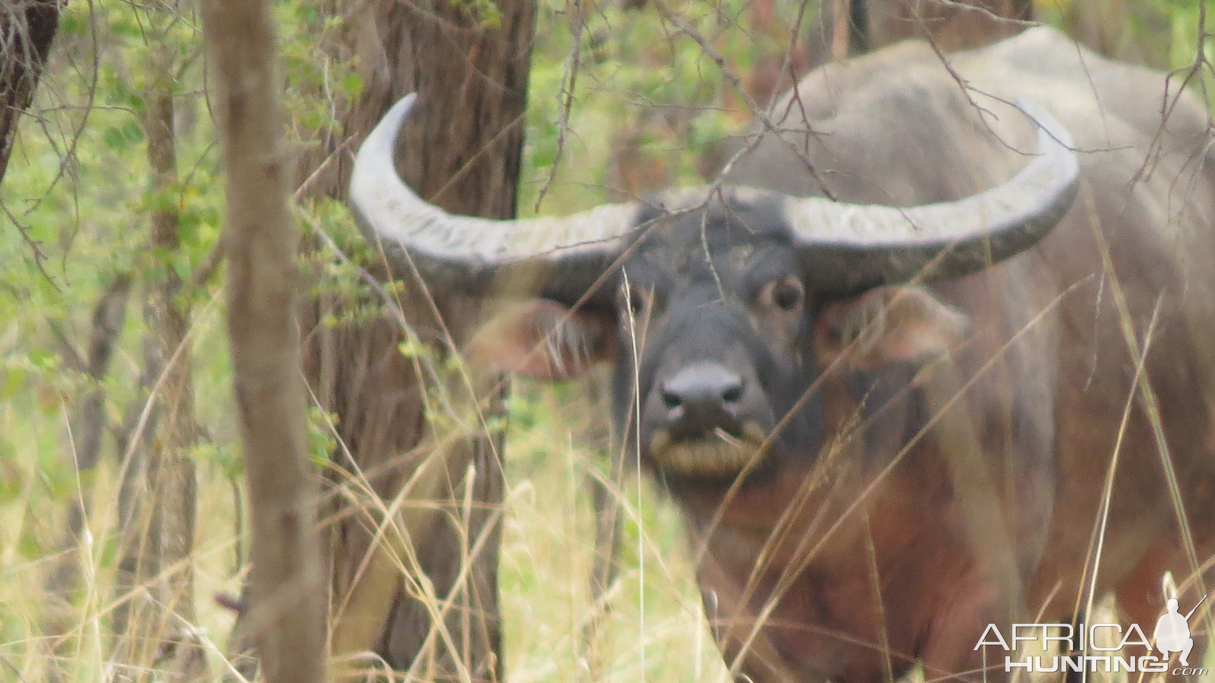 Asiatic Water Buffalo Australia