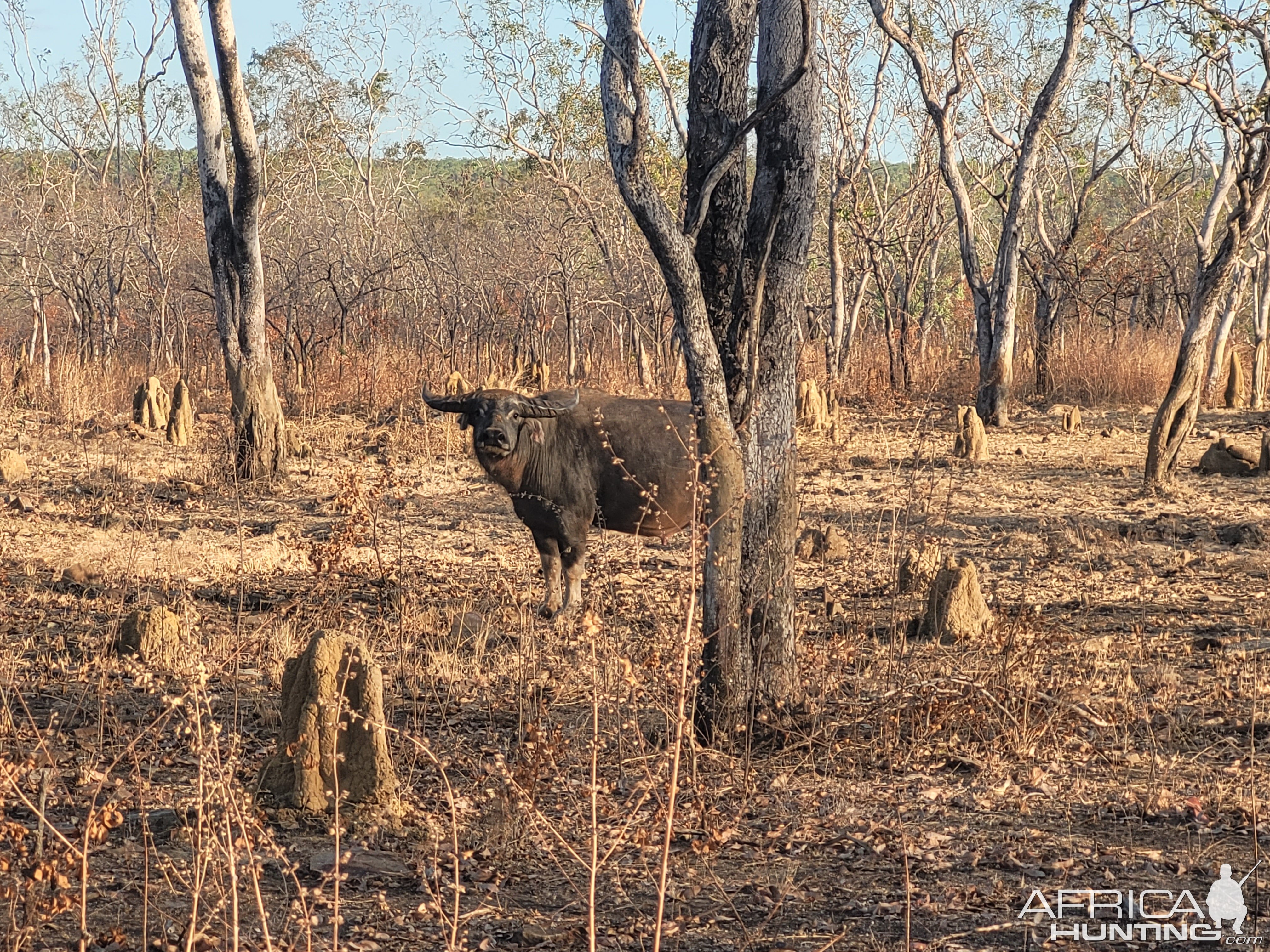 Asiatic Water Buffalo Australia