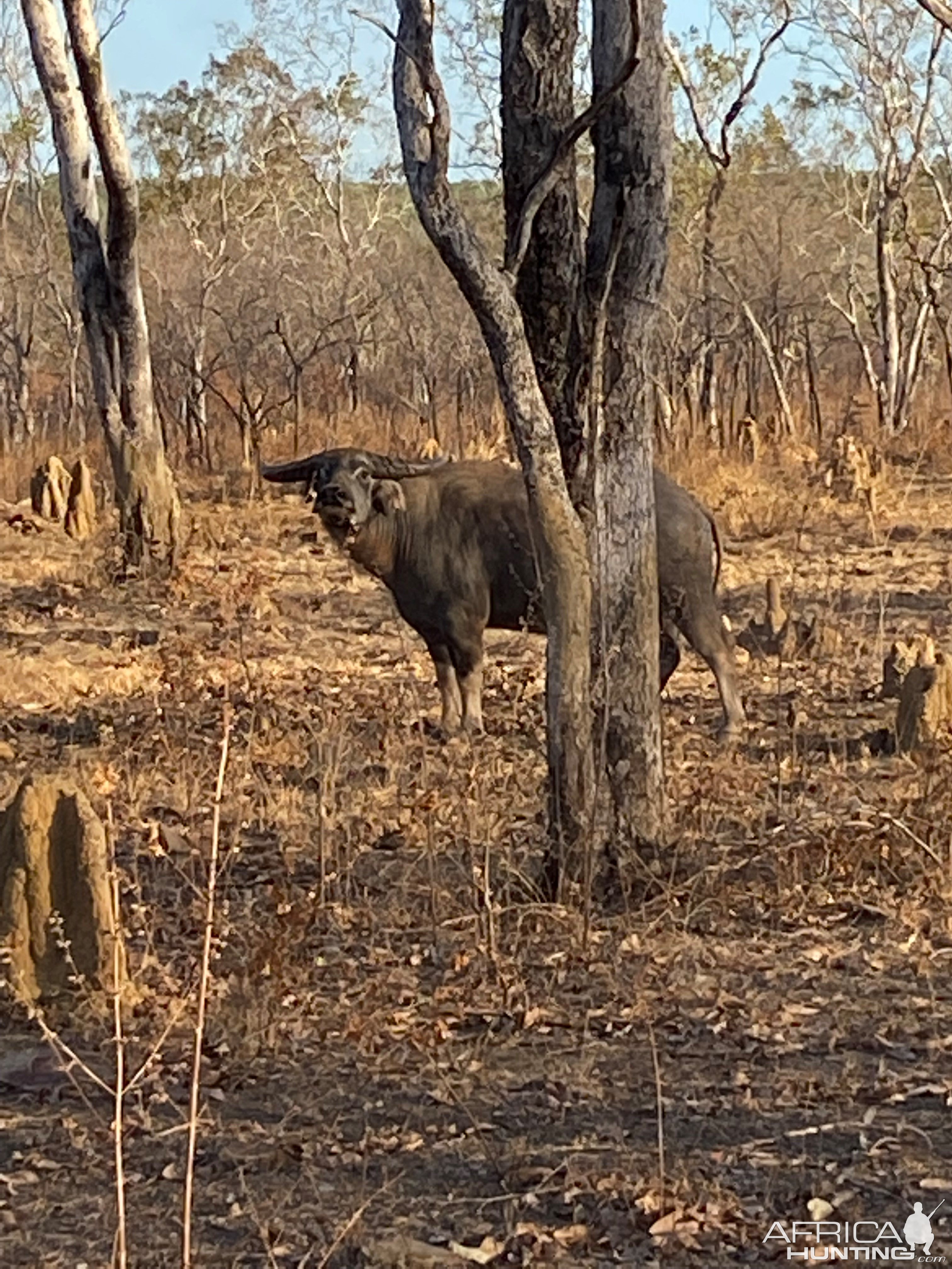 Asiatic Water Buffalo Australia