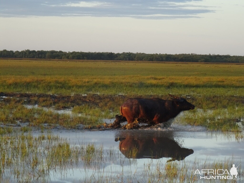 Asiatic Water Buffalo Australia