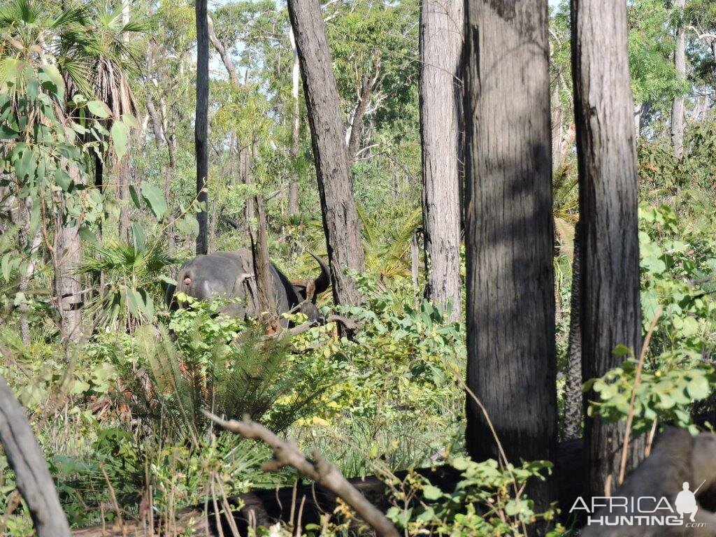 Asiatic Water Buffalo Australia