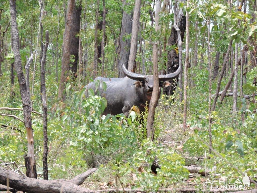 Asiatic Water Buffalo Australia