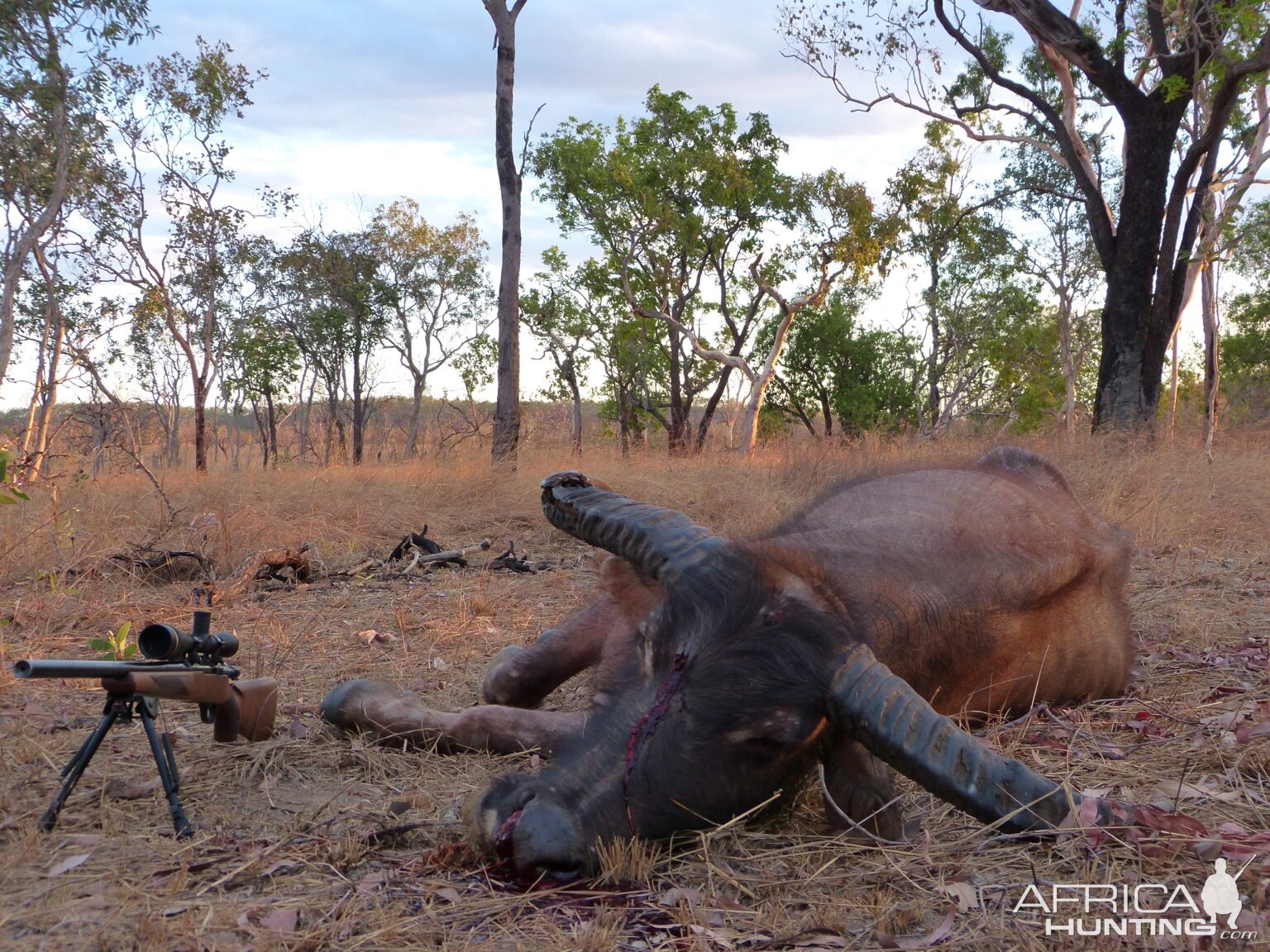 Asiatic Water Buffalo Hunt Australia