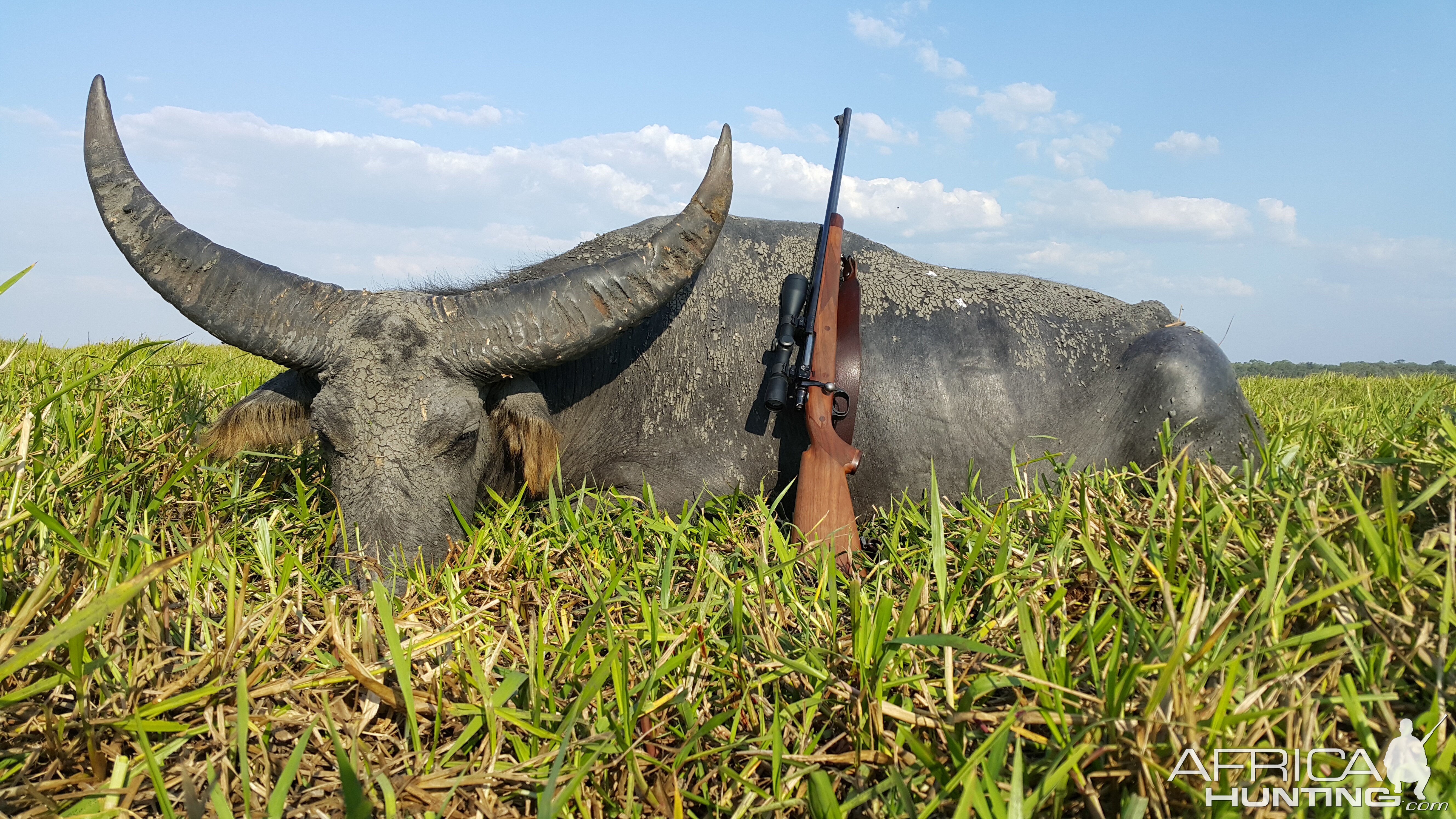 Asiatic Water Buffalo Hunt Australia