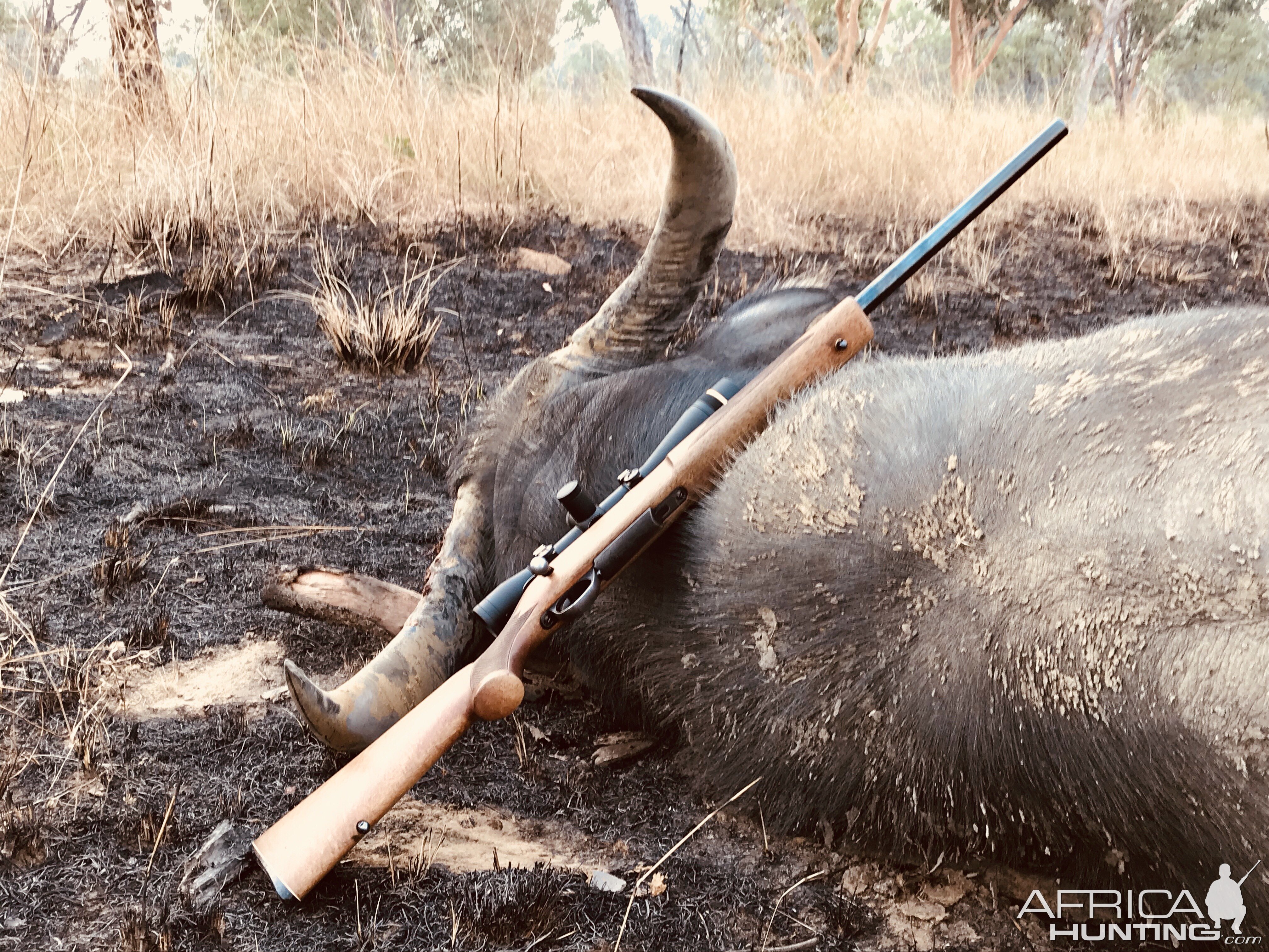 Asiatic Water Buffalo Hunt in Australia