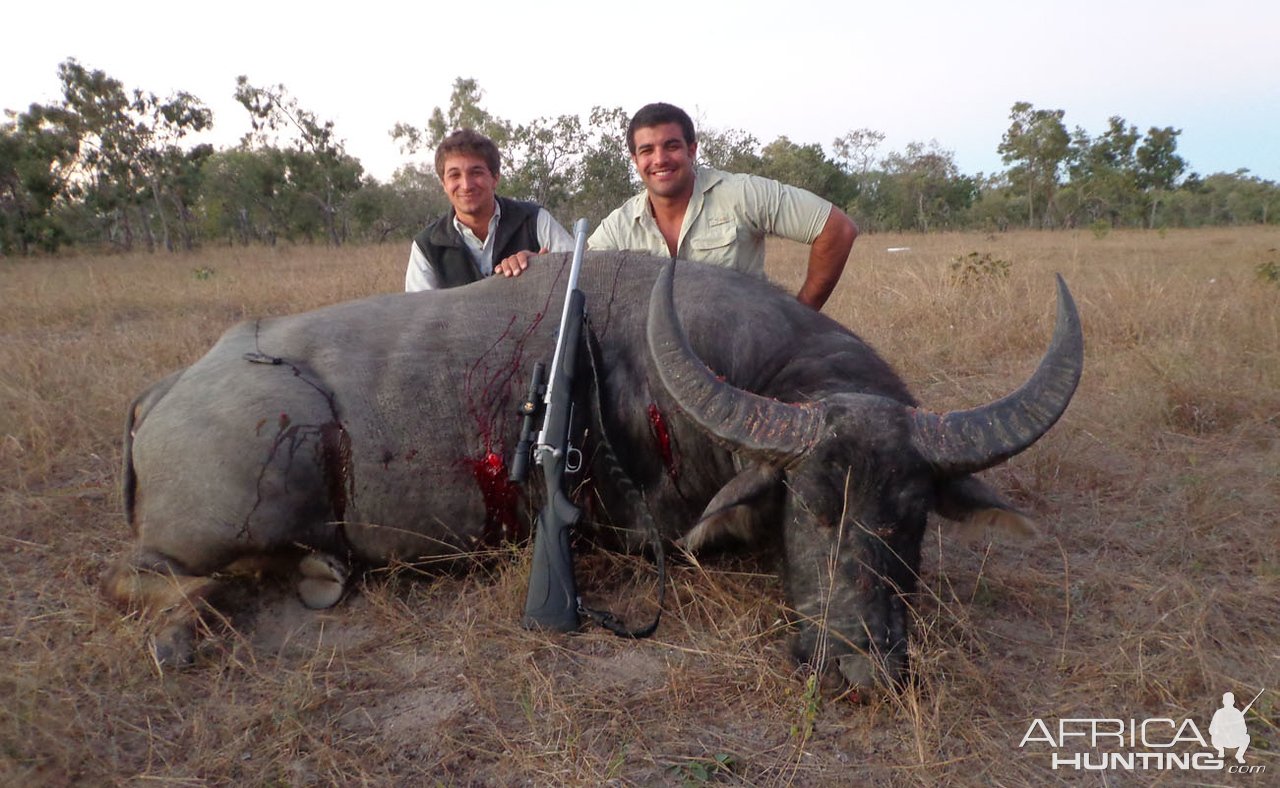 Asiatic Water Buffalo Hunt