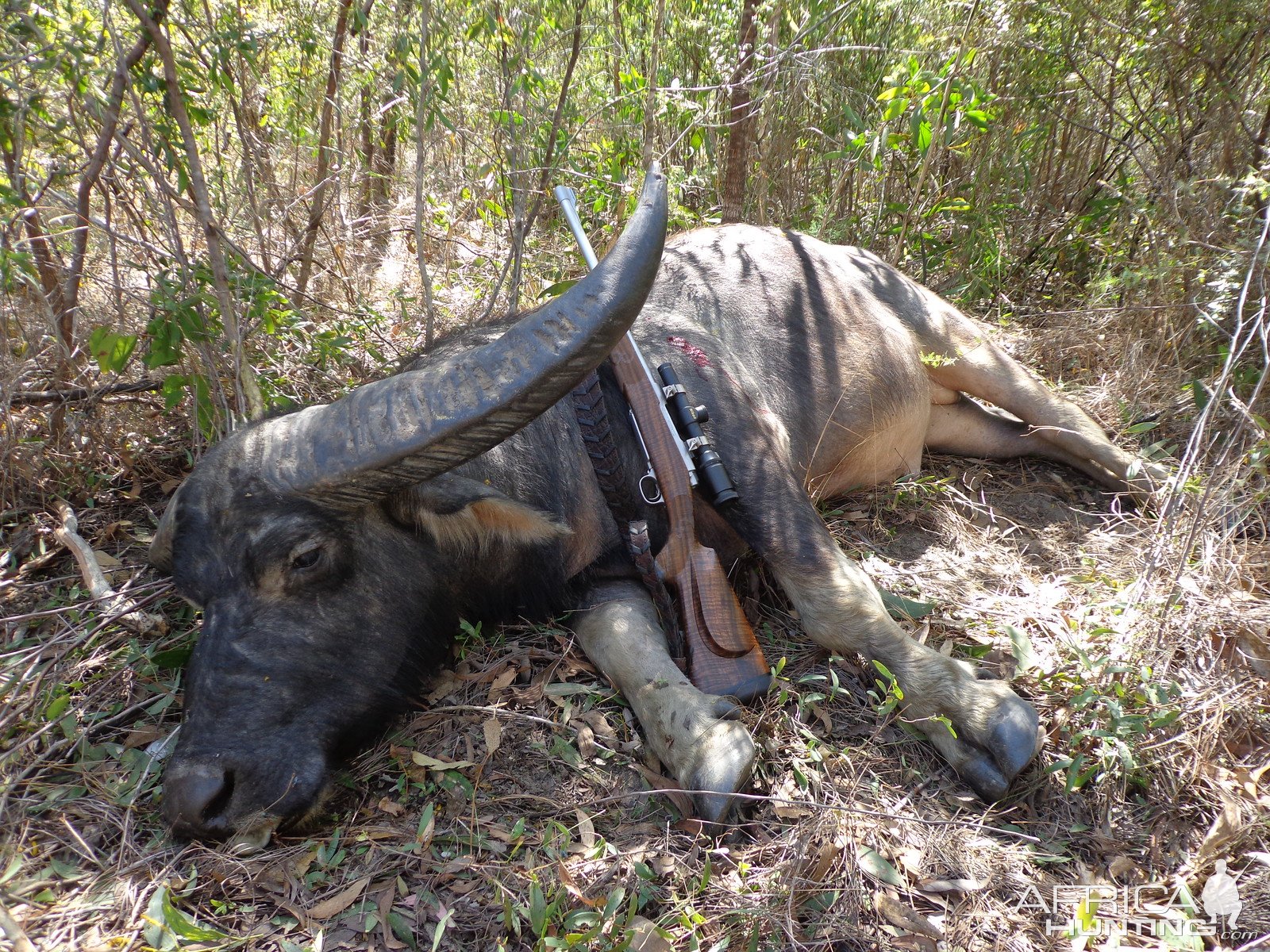 Asiatic Water Buffalo Hunt