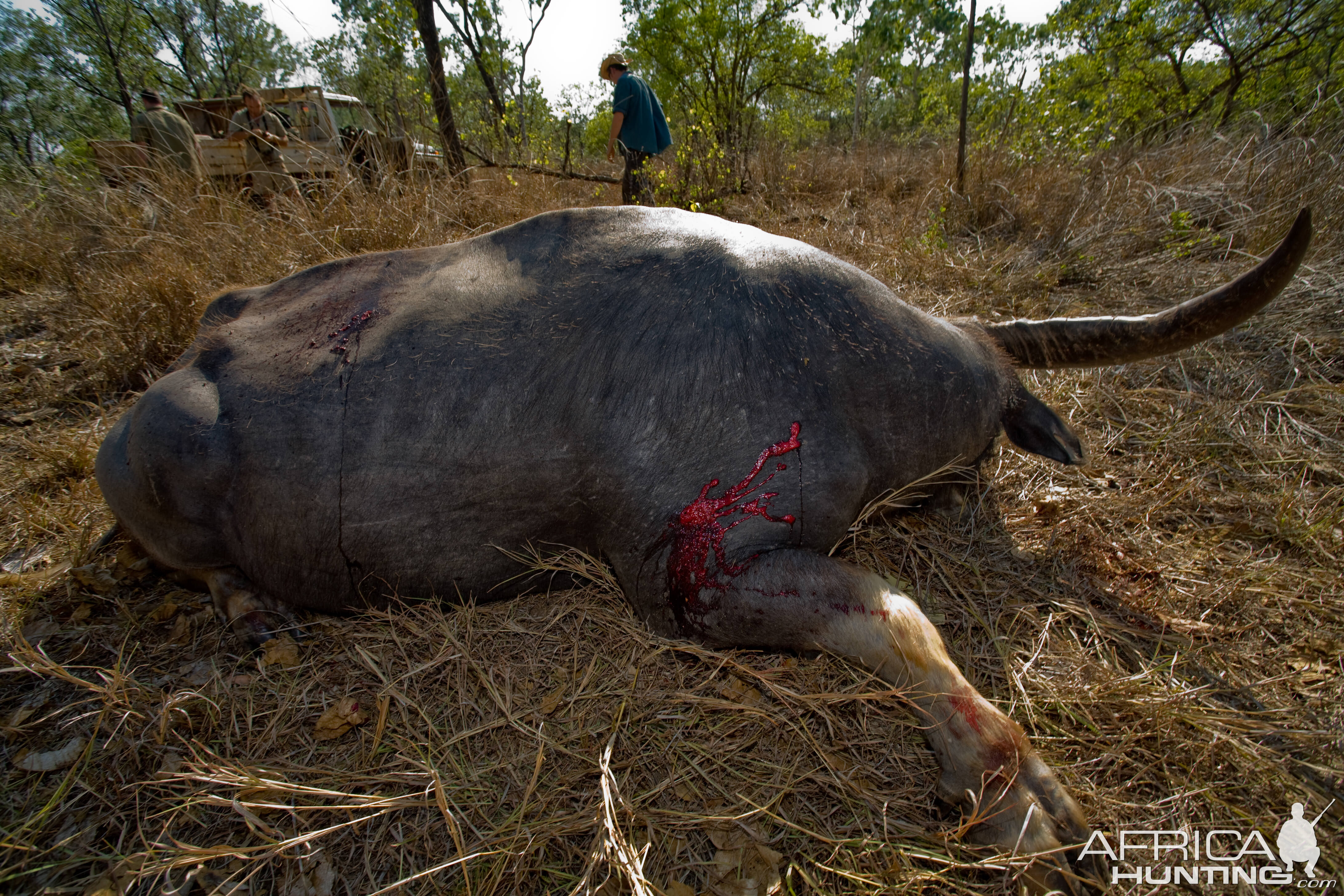 Asiatic Water Buffalo Hunt