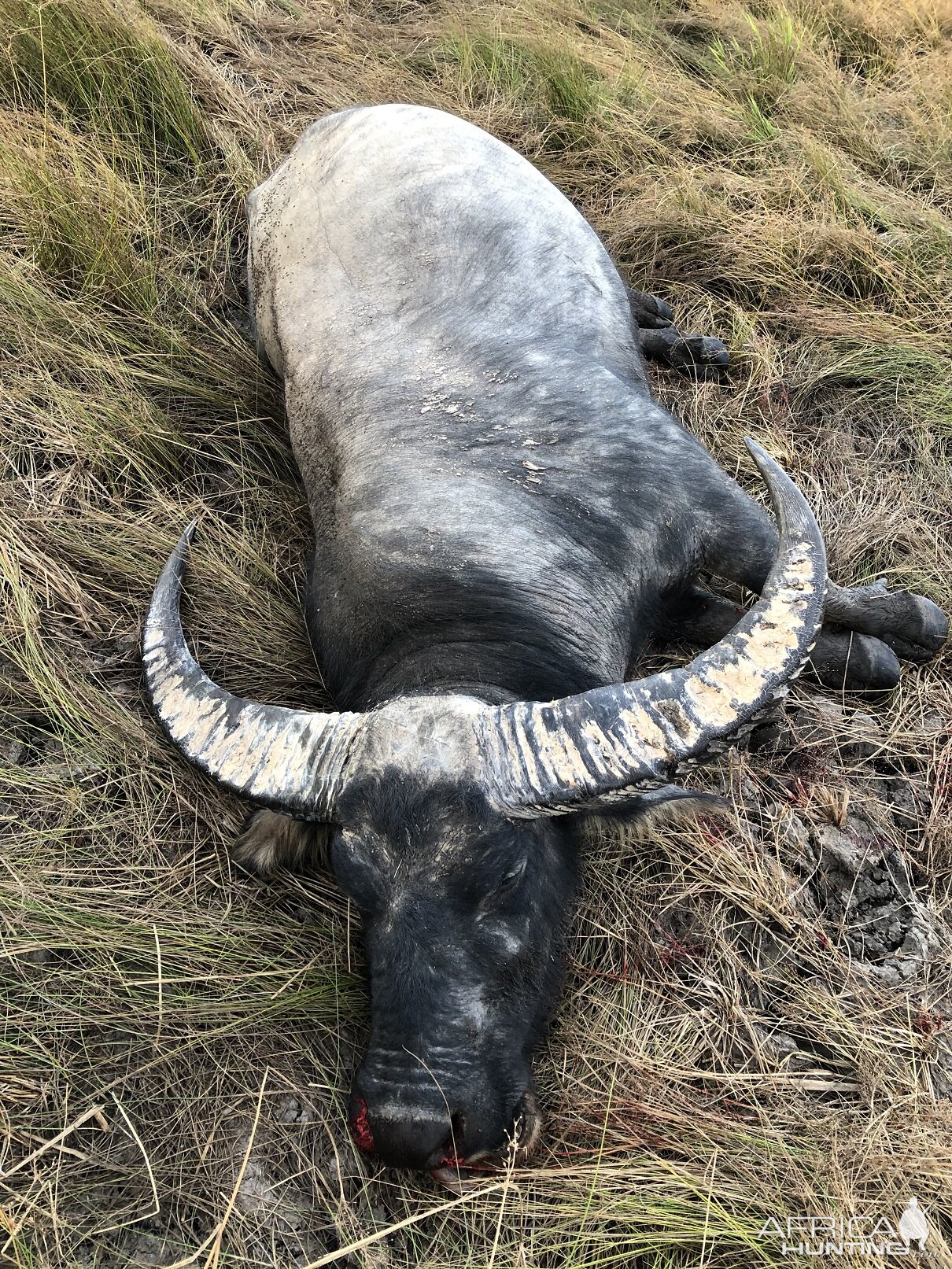 Asiatic Water Buffalo Hunting Australia