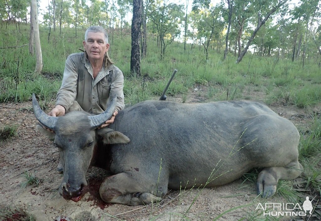 Asiatic Water Buffalo Hunting Australia