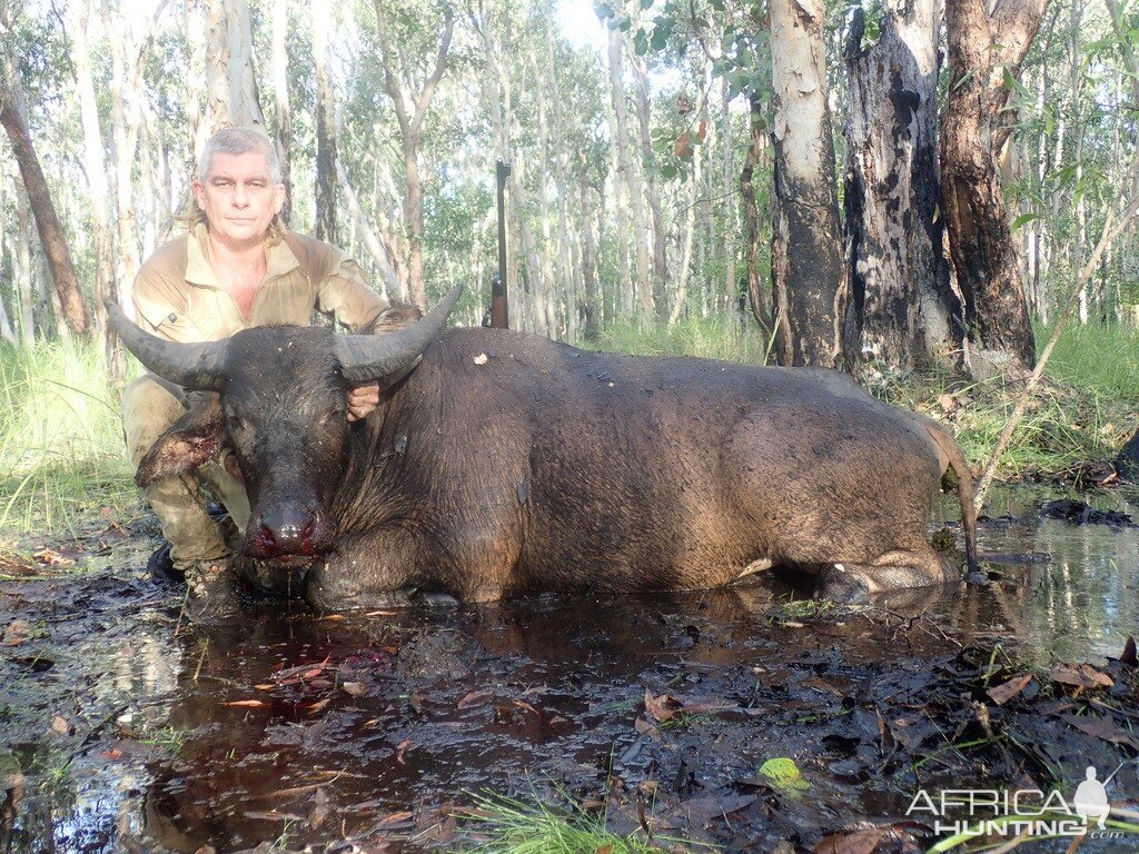 Asiatic Water Buffalo Hunting Australia