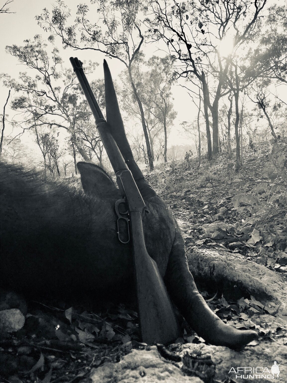 Asiatic Water Buffalo Hunting Australia