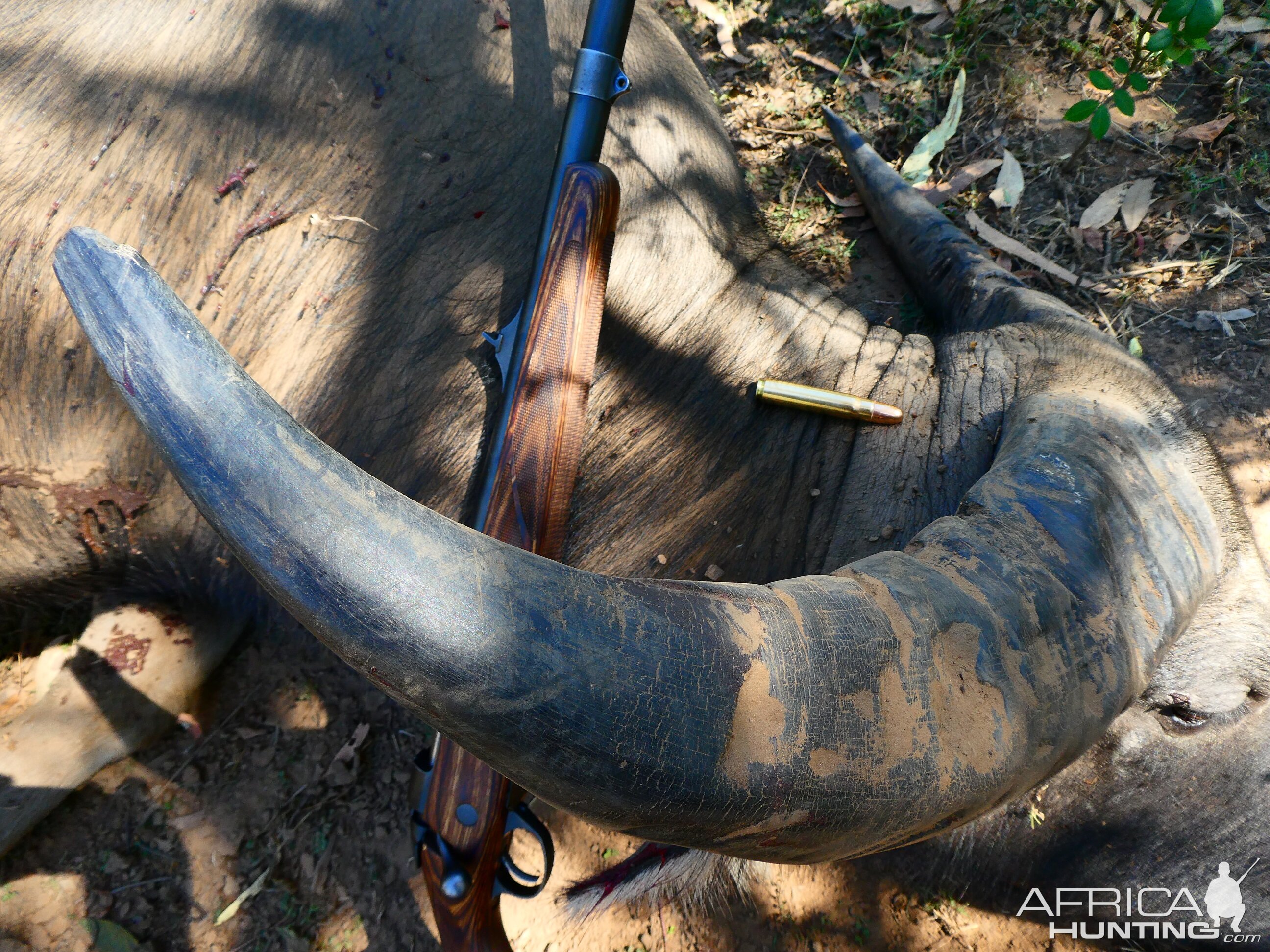 Asiatic Water Buffalo Hunting in Australia