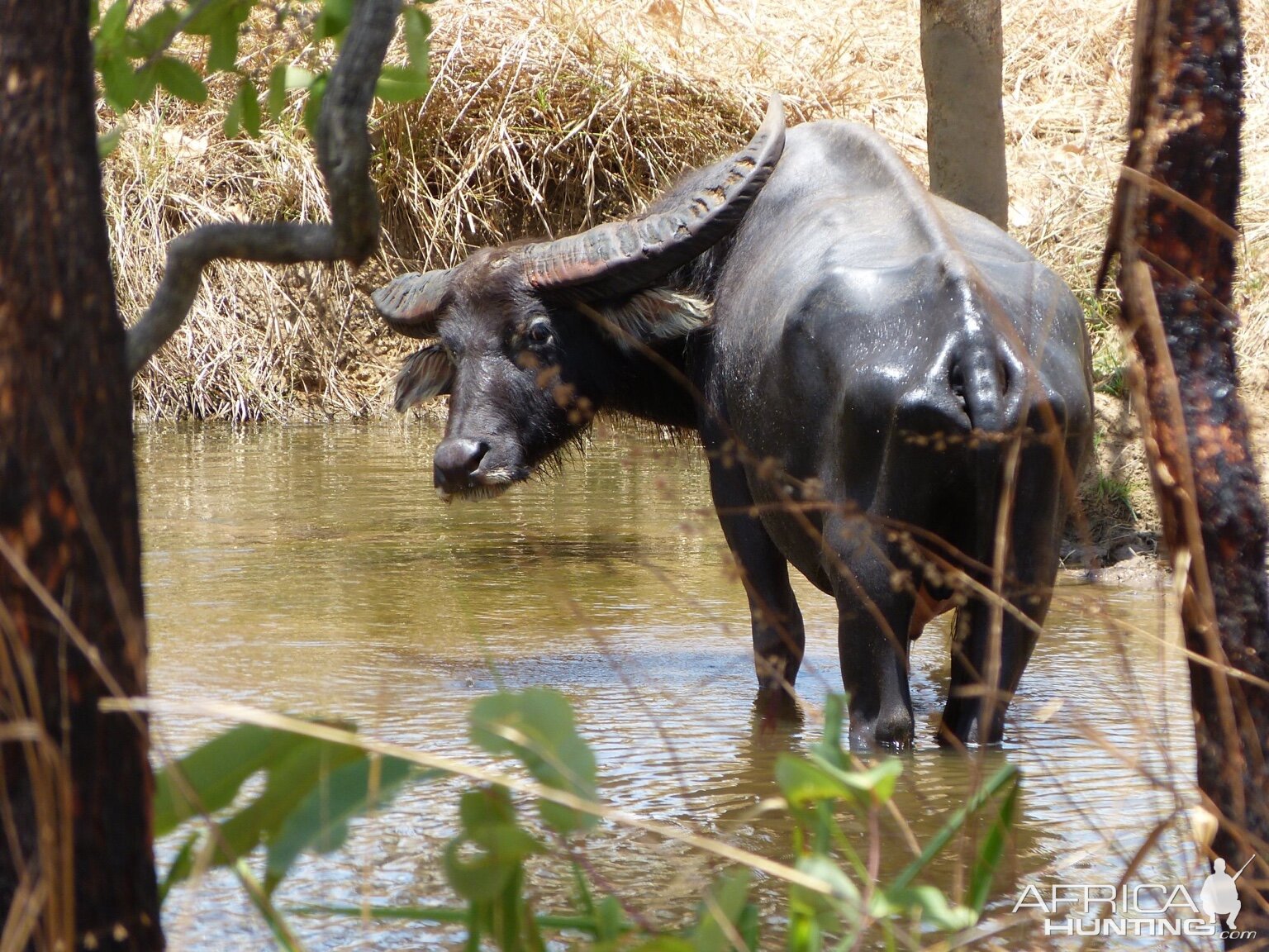 Asiatic Water Buffalo in Australia