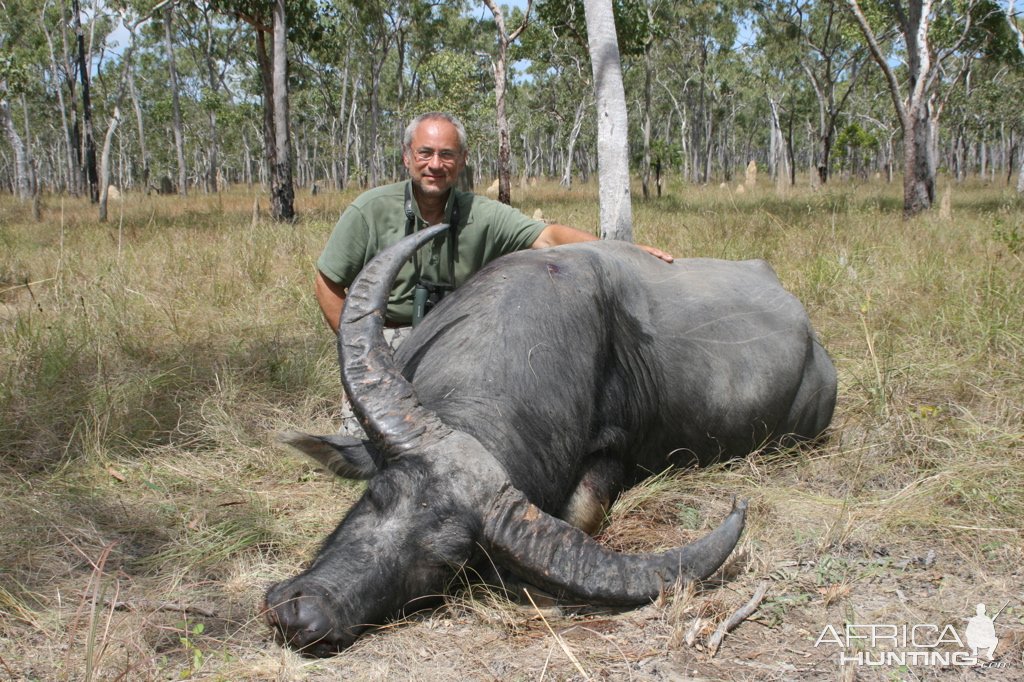 Asiatic Water Buffalo