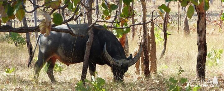 Asiatic Water Buffalo