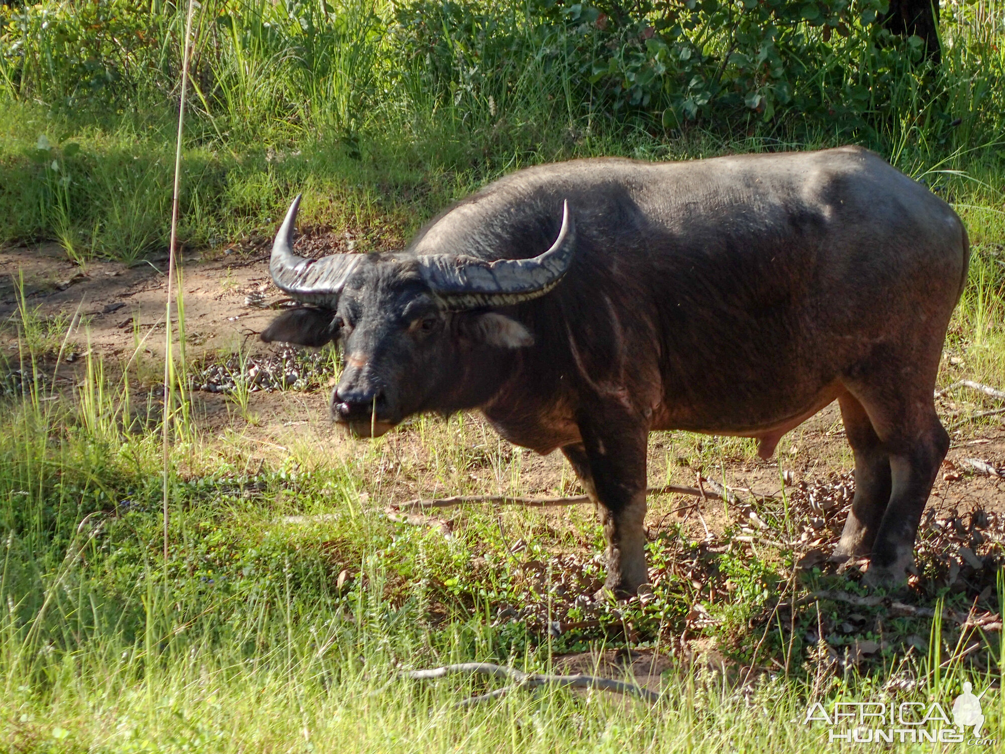 Asiatic Water Buffalo