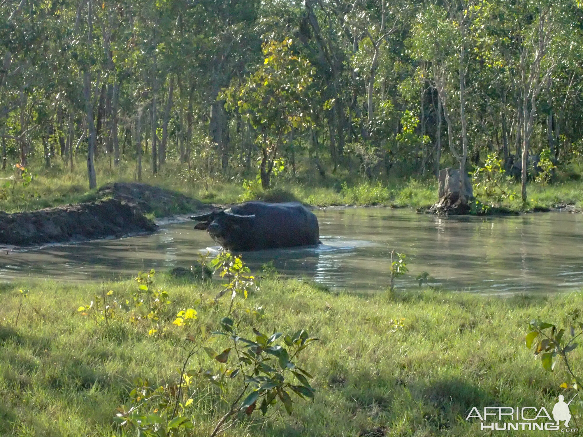 Asiatic Water Buffalo