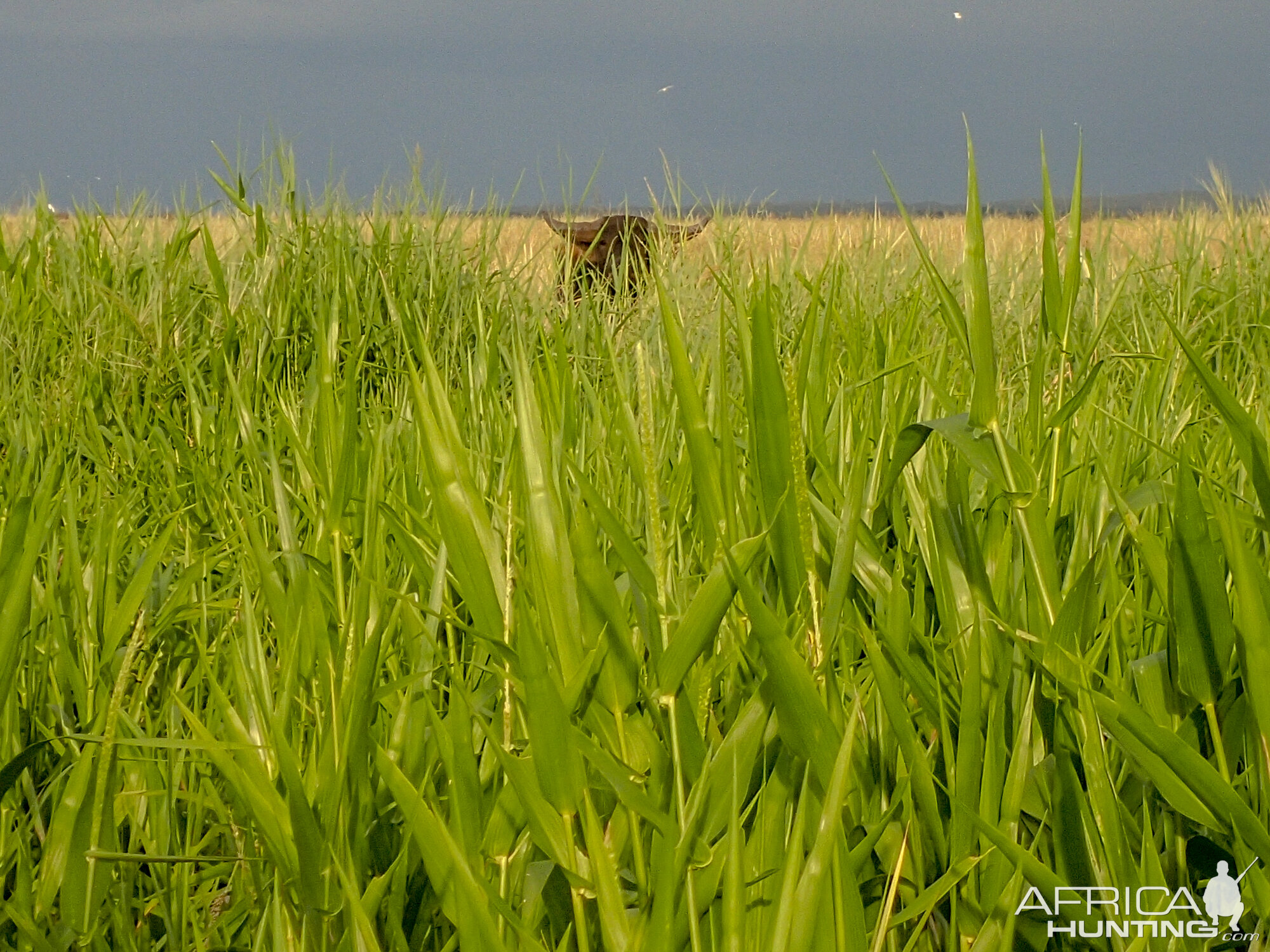 Asiatic Water Buffalo