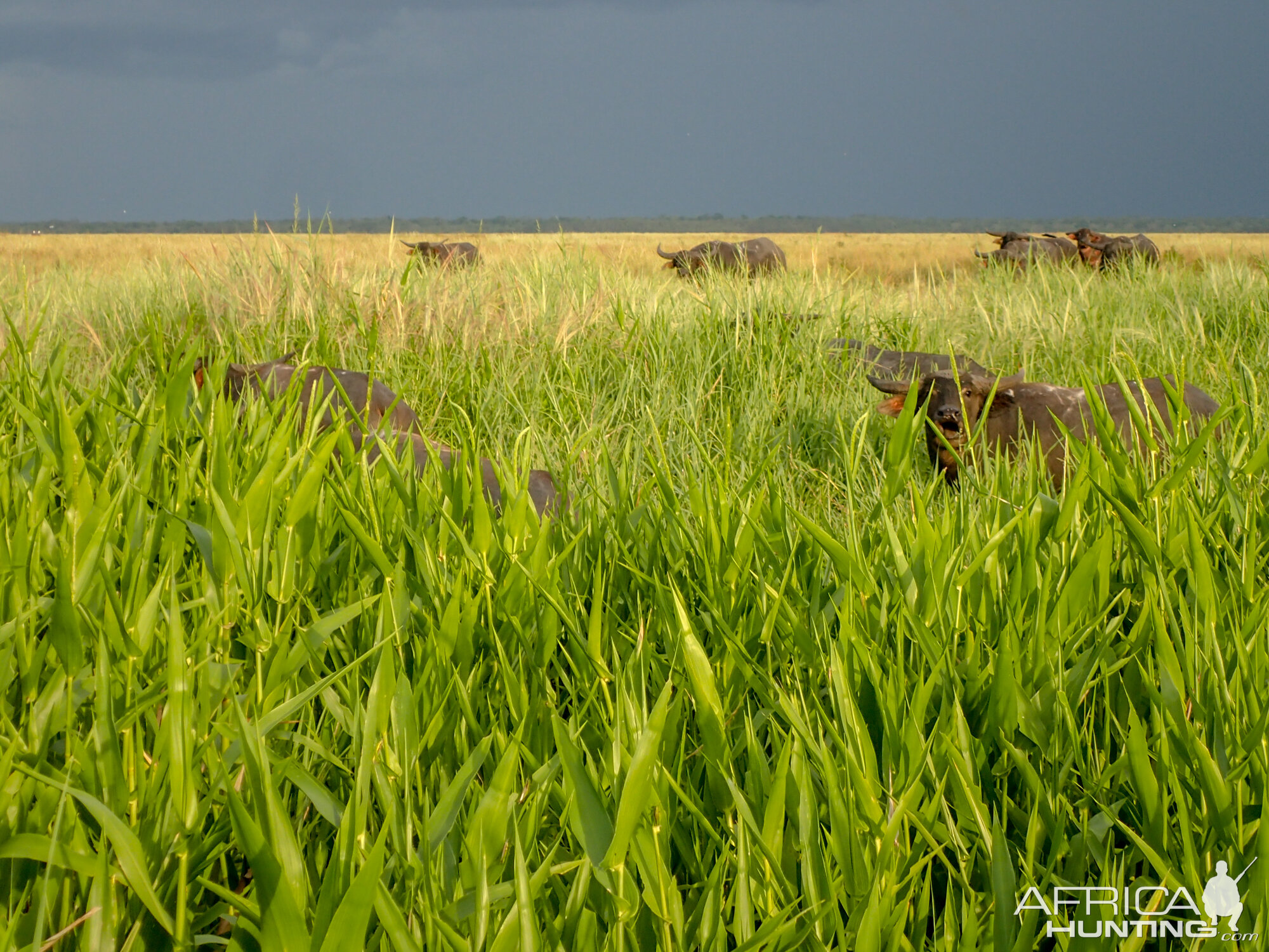 Asiatic Water Buffalo