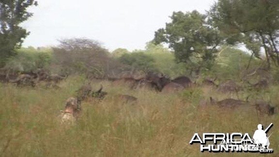 At 19 yards the big Buffalo bull is on my right