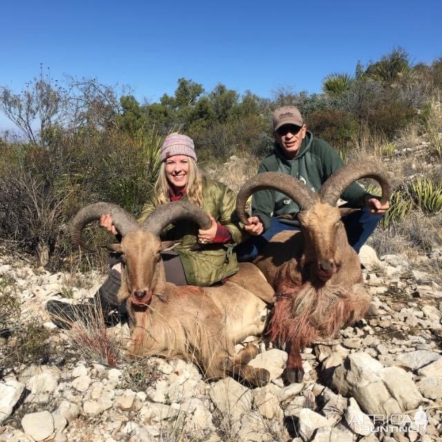 Auodad Hunt Texas