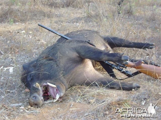 Aussie big boar hunting