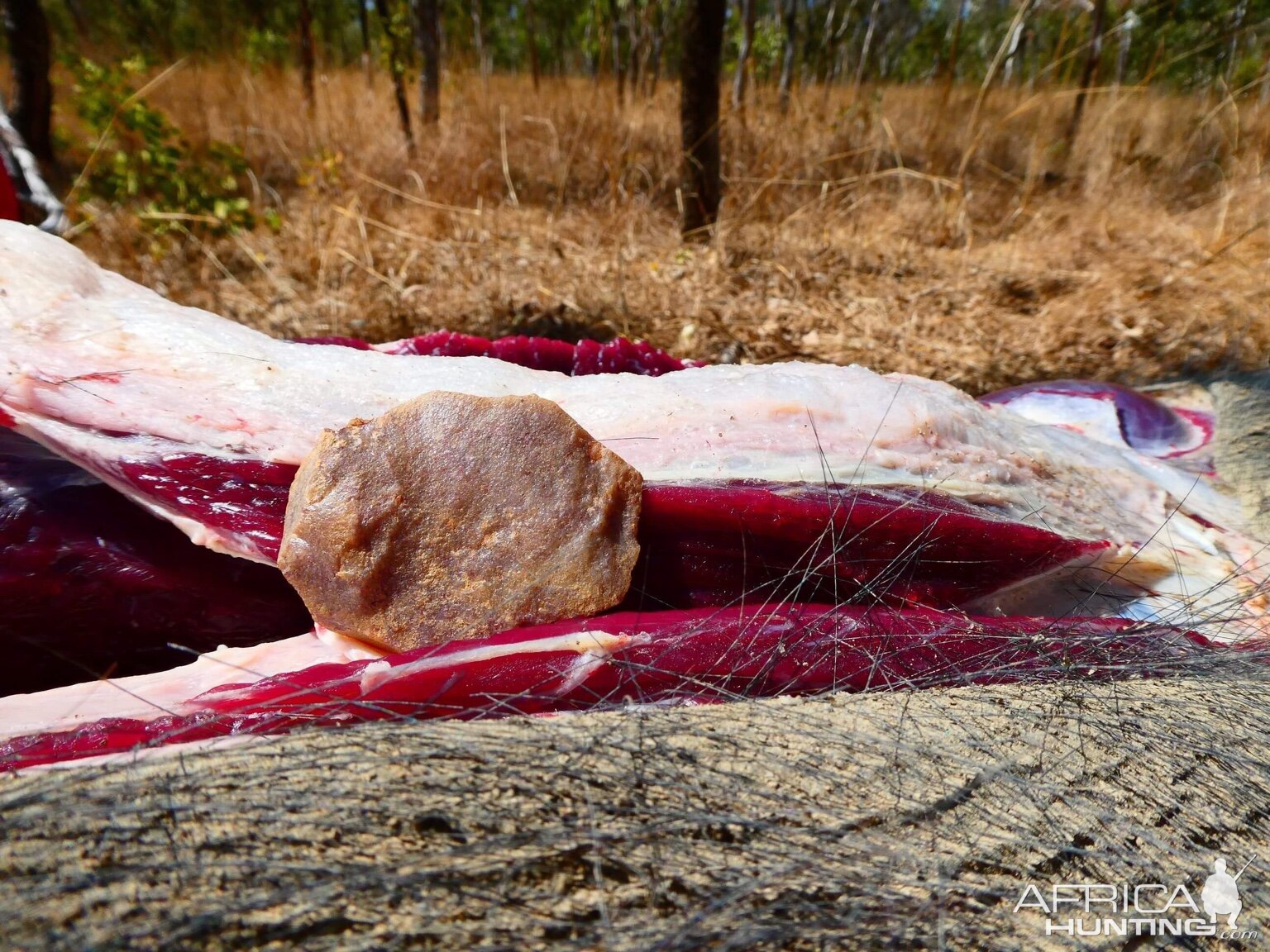 Australia Hunt Asiatic Water Buffalo