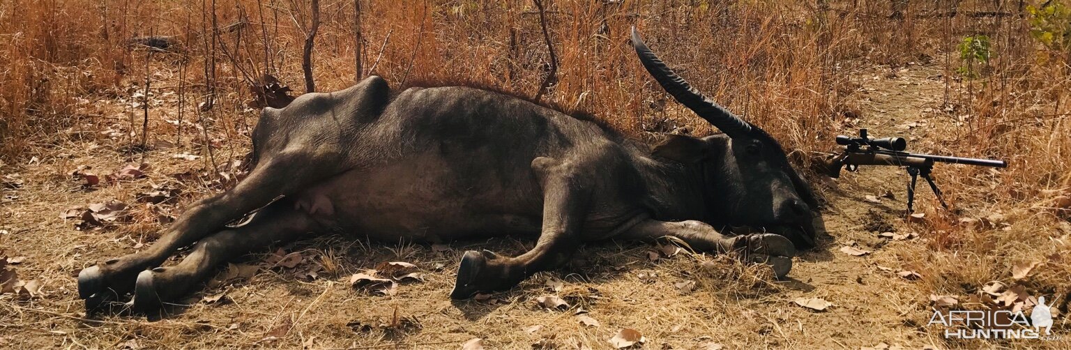 Australia Hunt Asiatic Water Buffalo