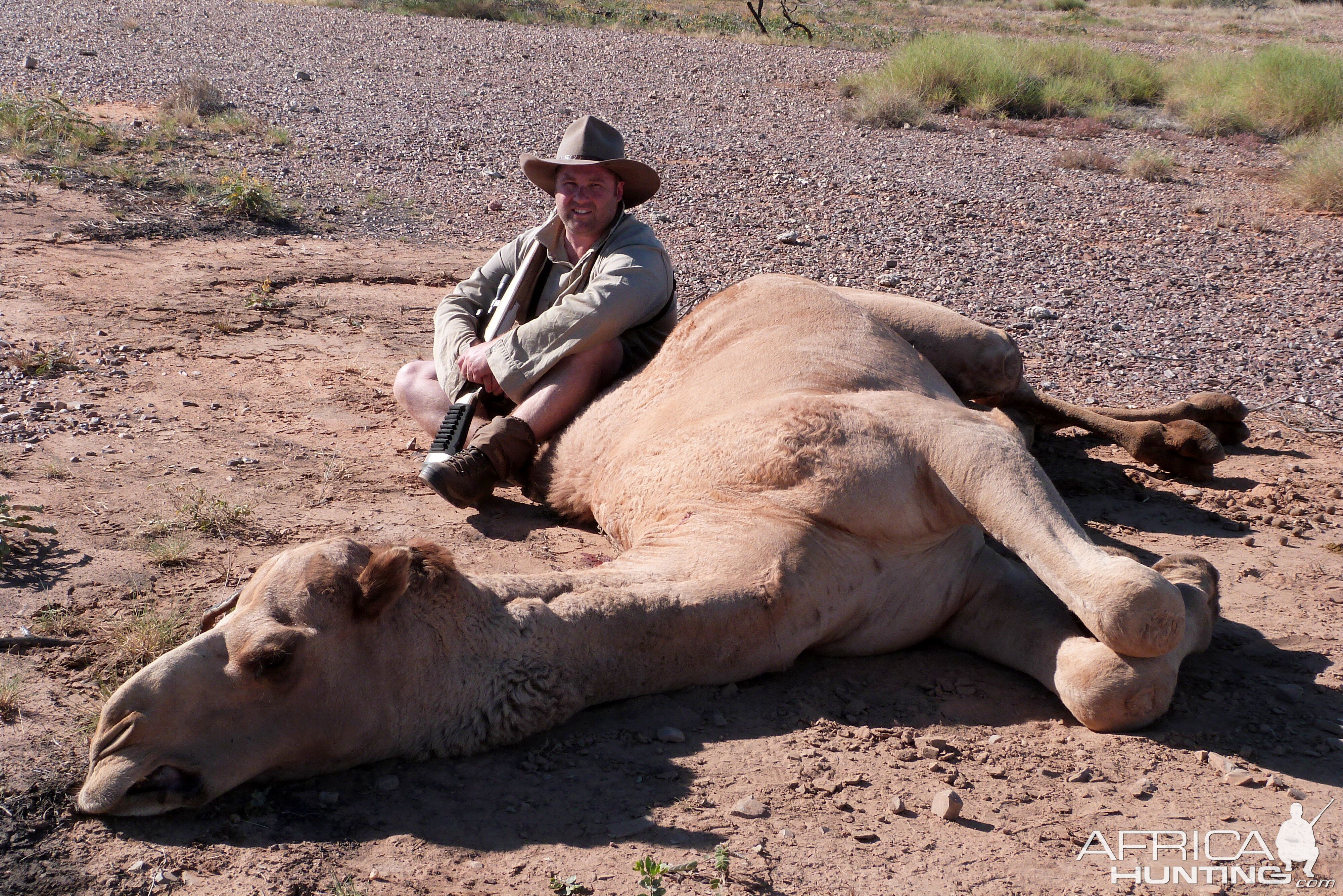 Australia Hunt Camel