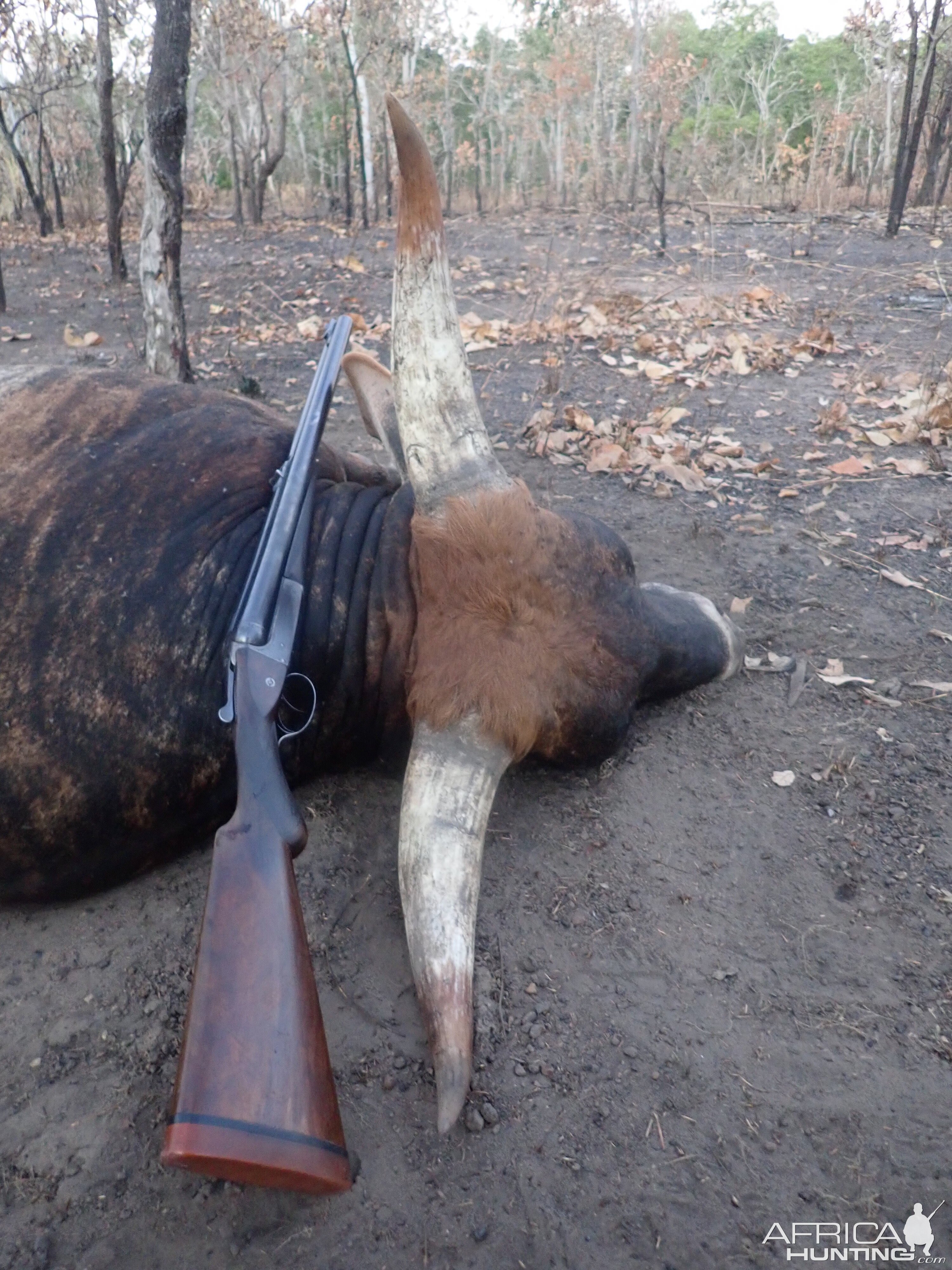 Australia Hunt Scrub Bull