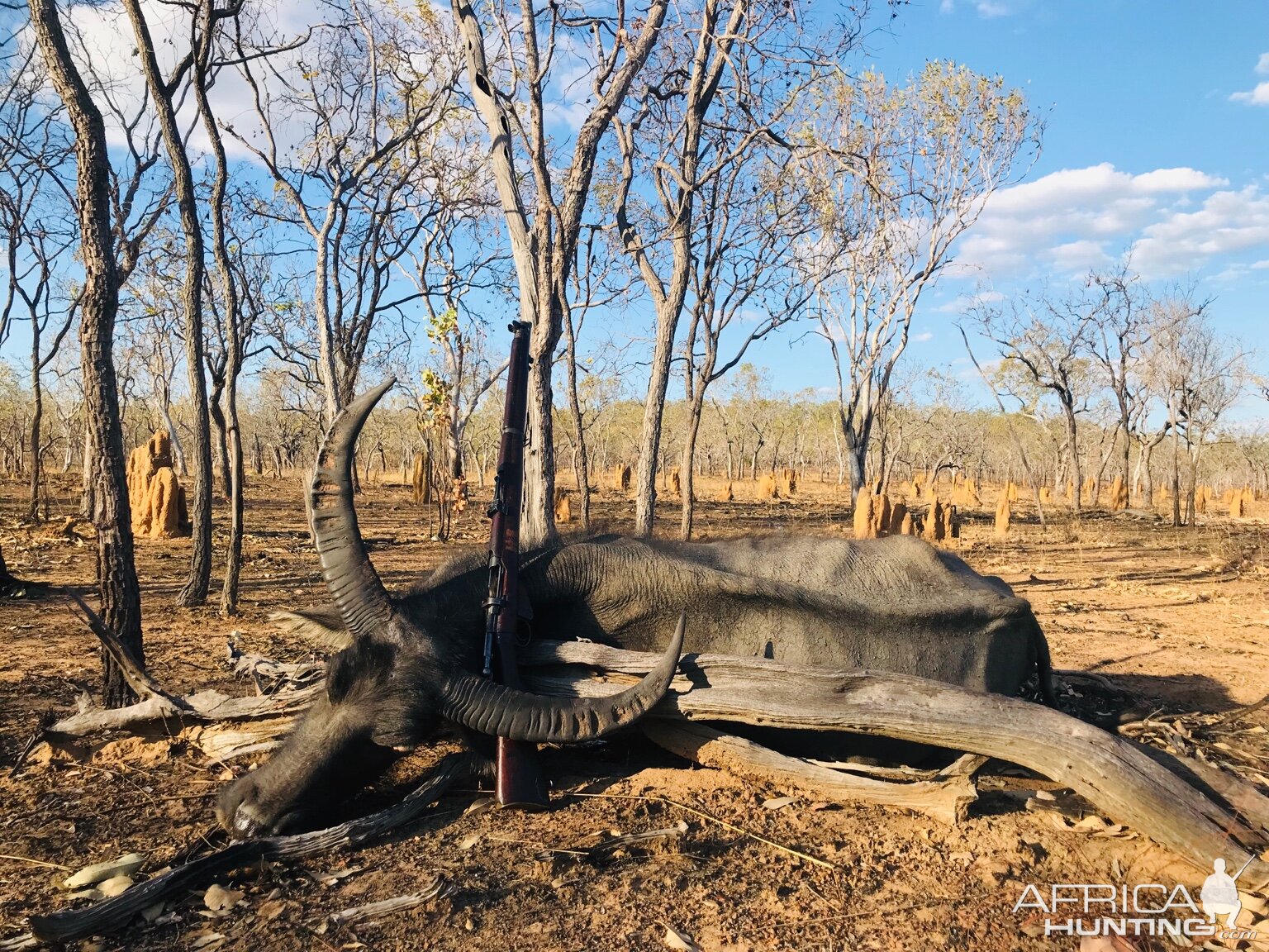 Australia Hunting Asiatic Water Buffalo