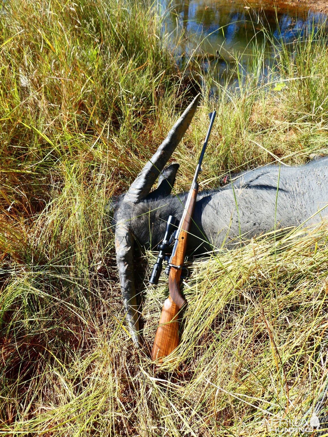 Australia Hunting Asiatic Water Buffalo