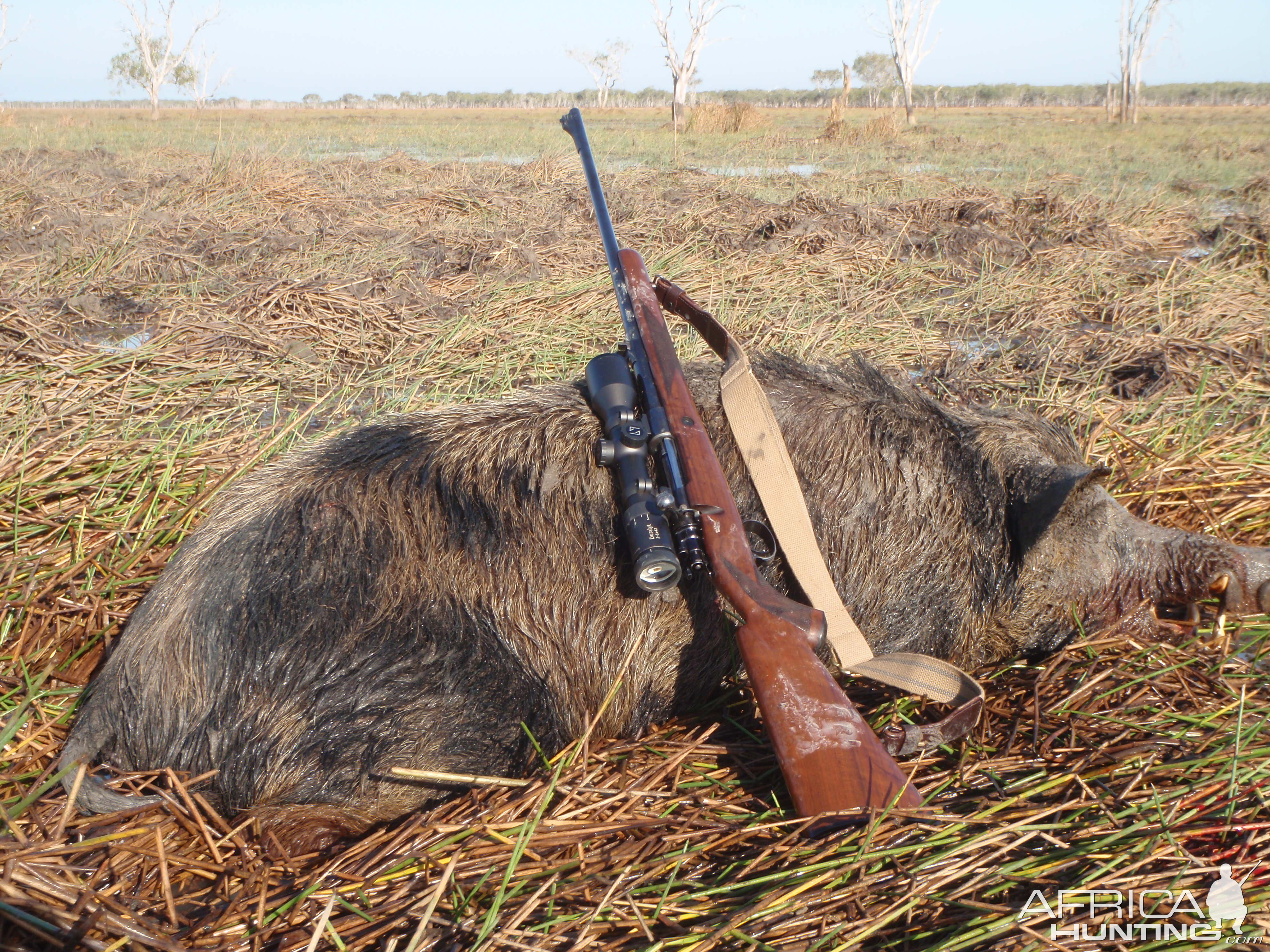 Australia Hunting Hog