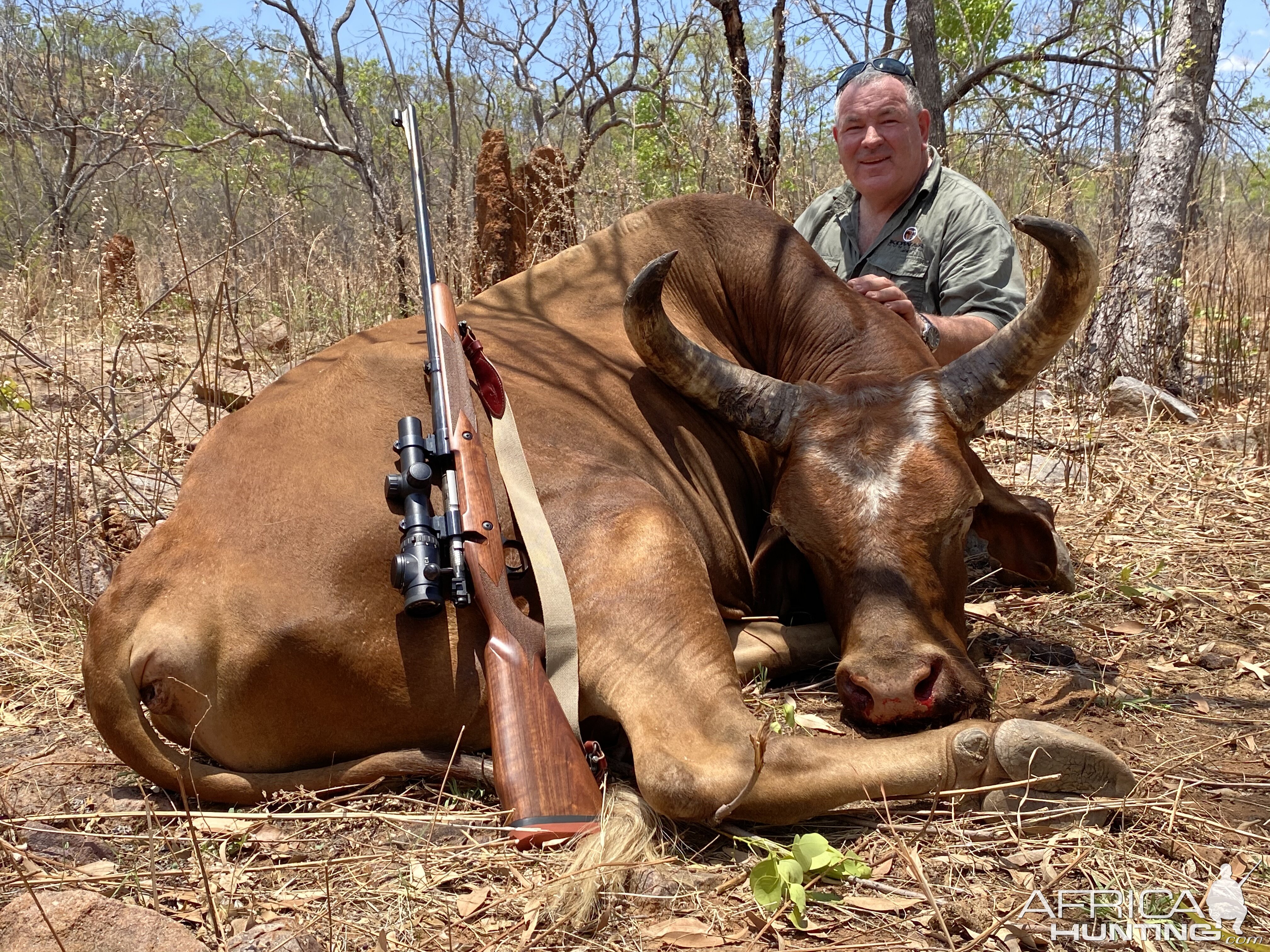 Australia Hunting Scrub bull