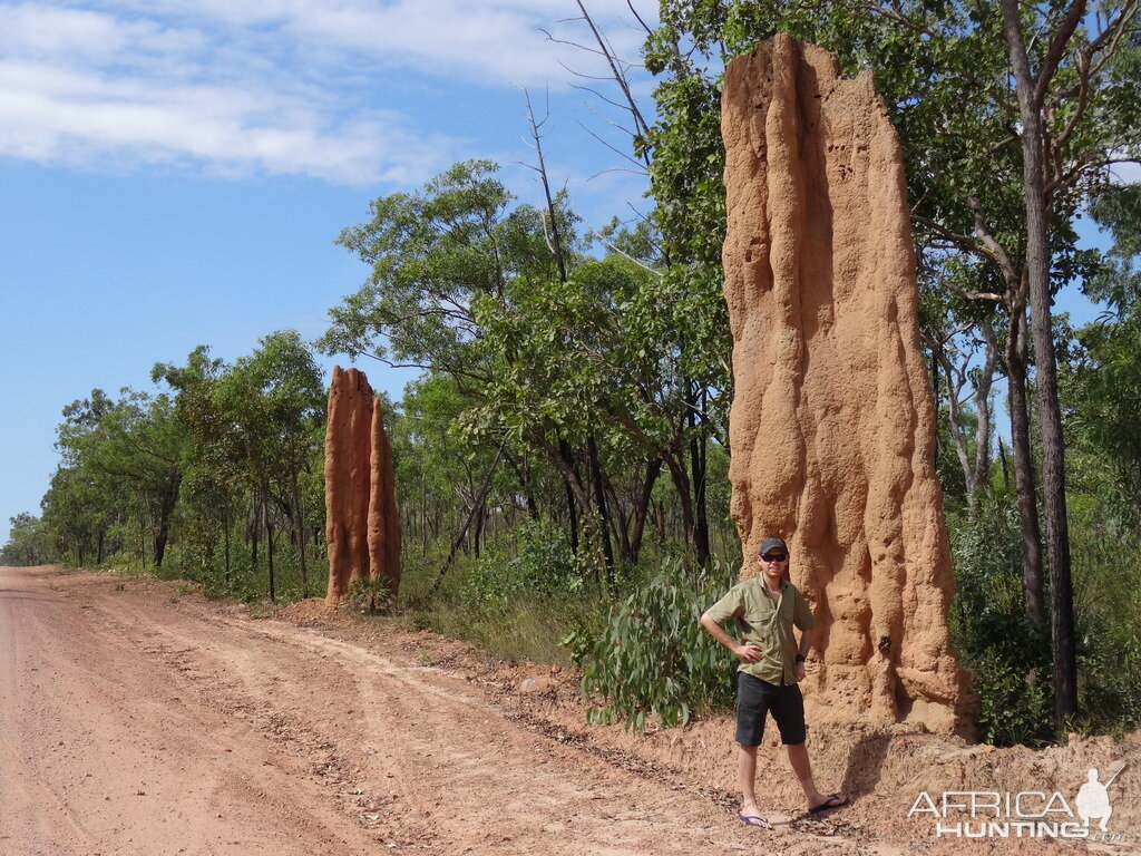 Australia Nature Anthill