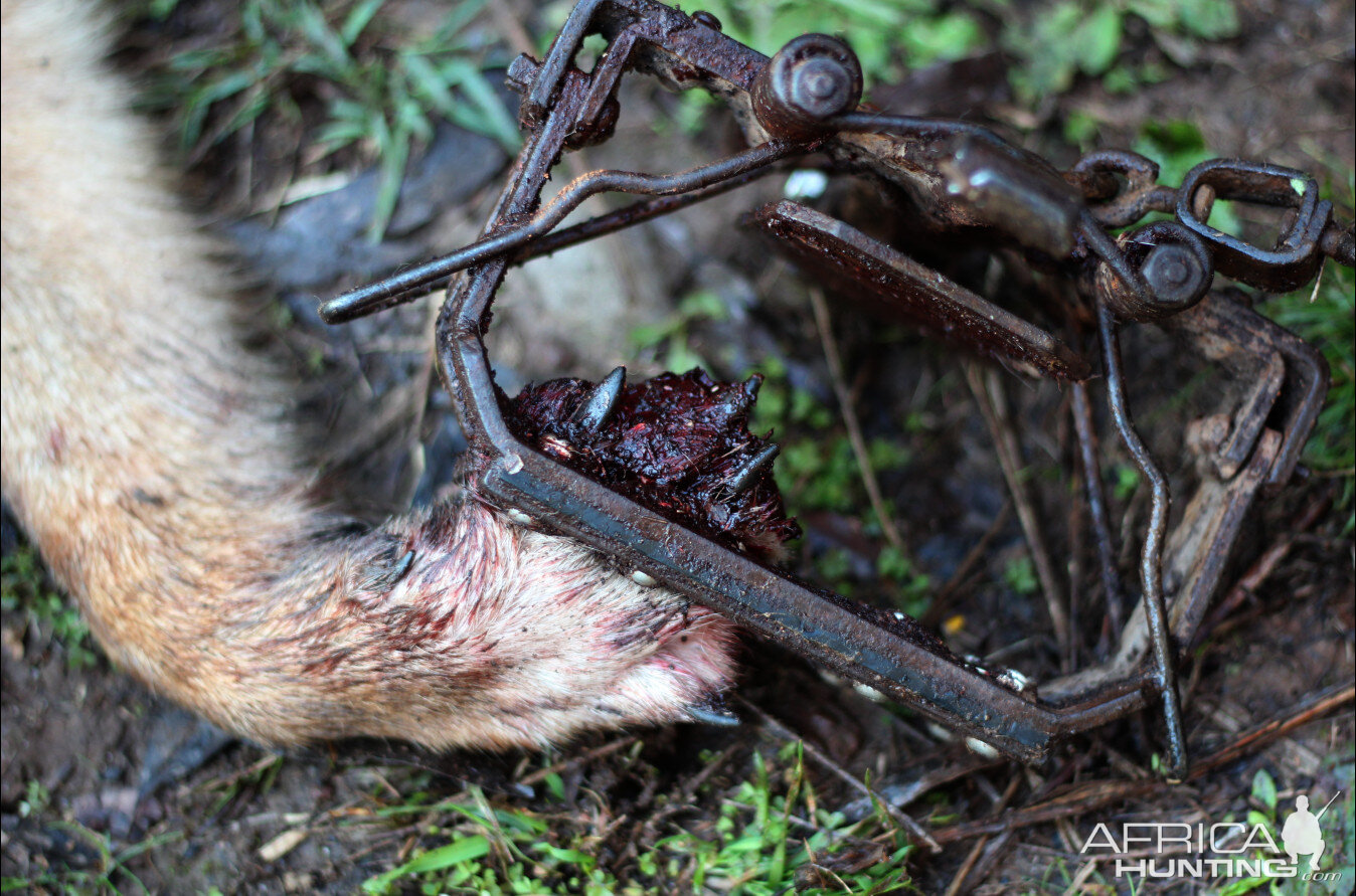 Australia Trapping Dingos