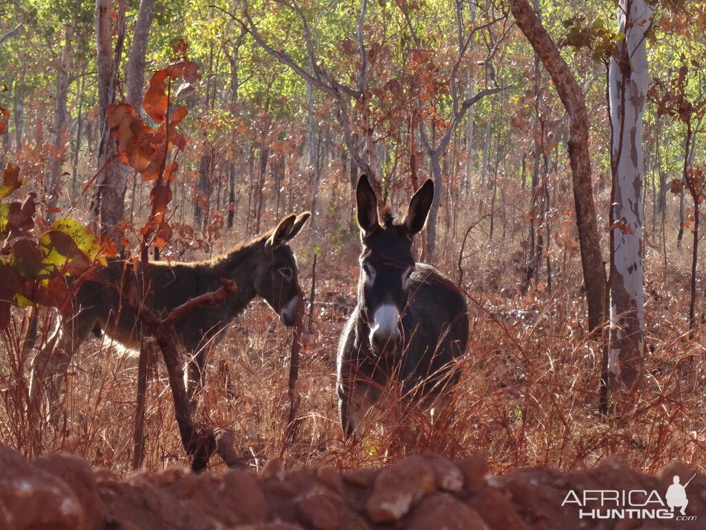 Australia Wild Donkeys