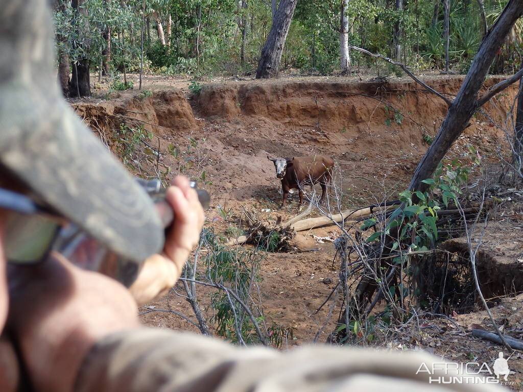 Australian Nature