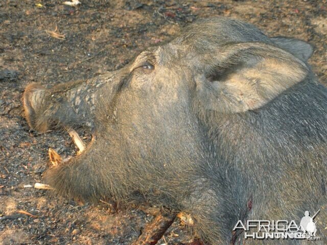 Australian wild boar