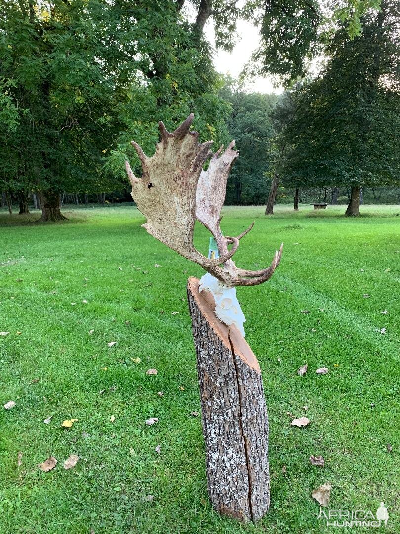 Austria Hunt Fallow Stags