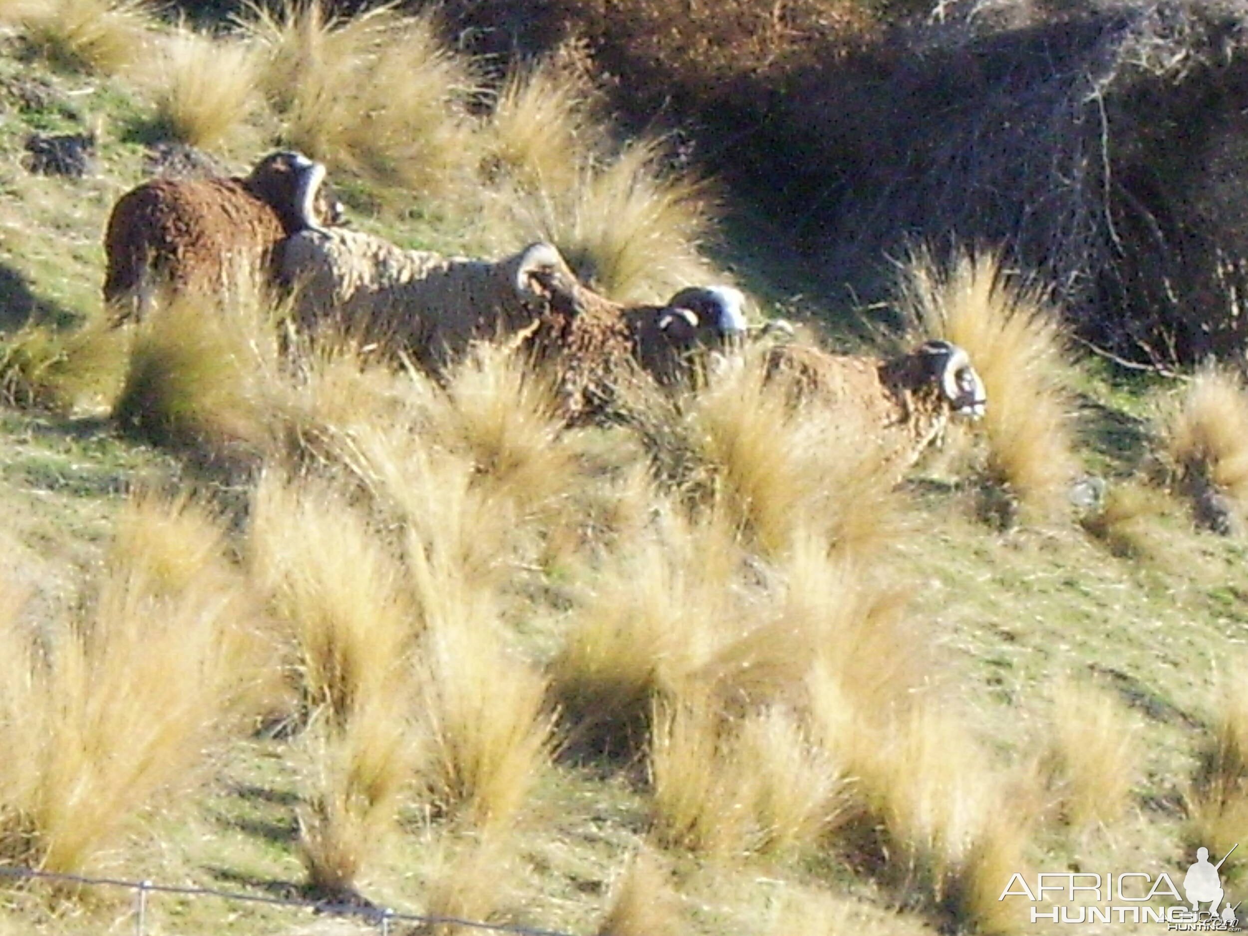 Awapawa rams New Zealand