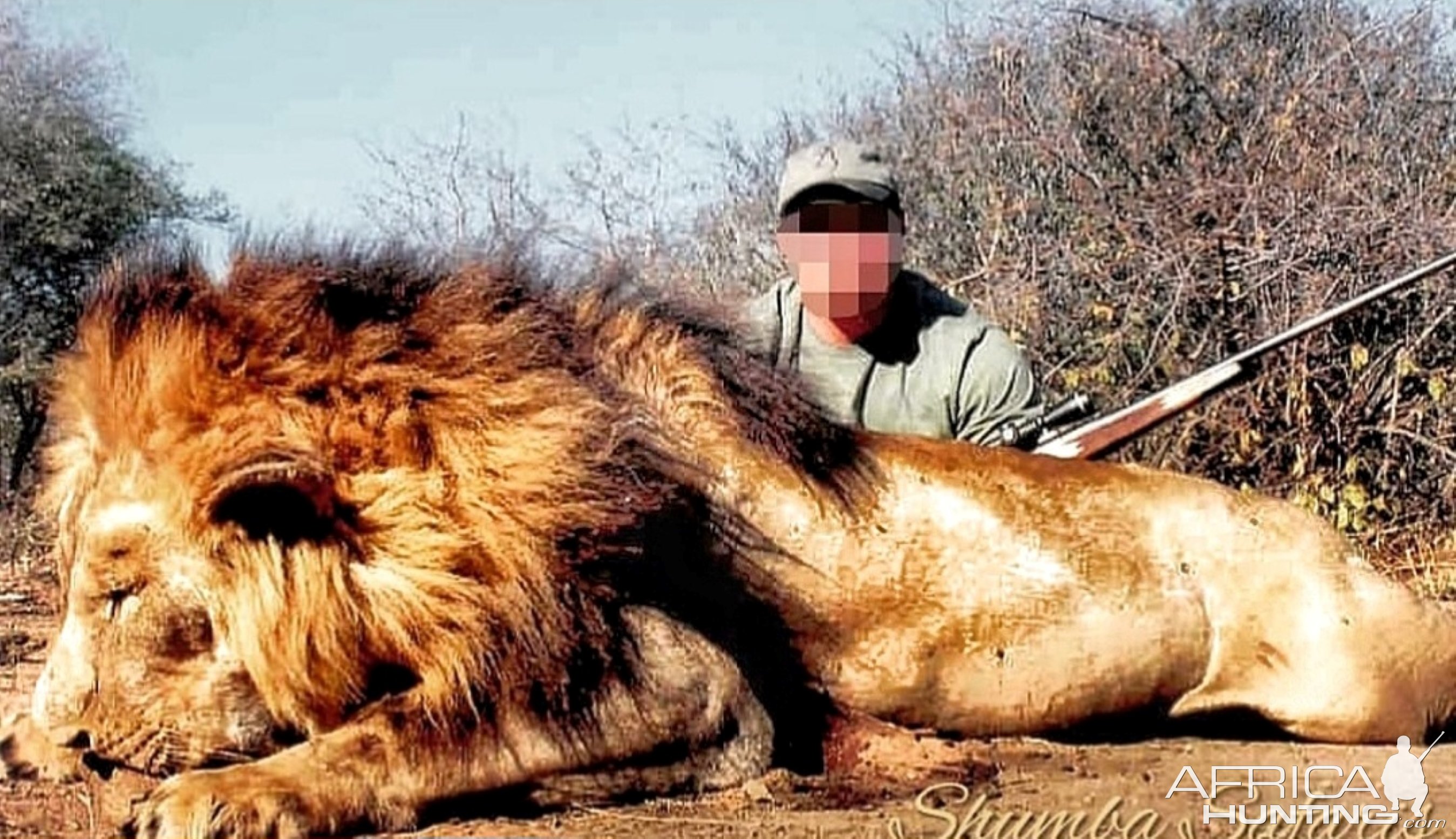 Awesome lion taken after the hunters were unexpectedly being stalked whilst checking a bait site-APNR, South Africa