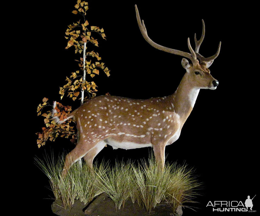 Axis Deer Full Mount Taxidermy