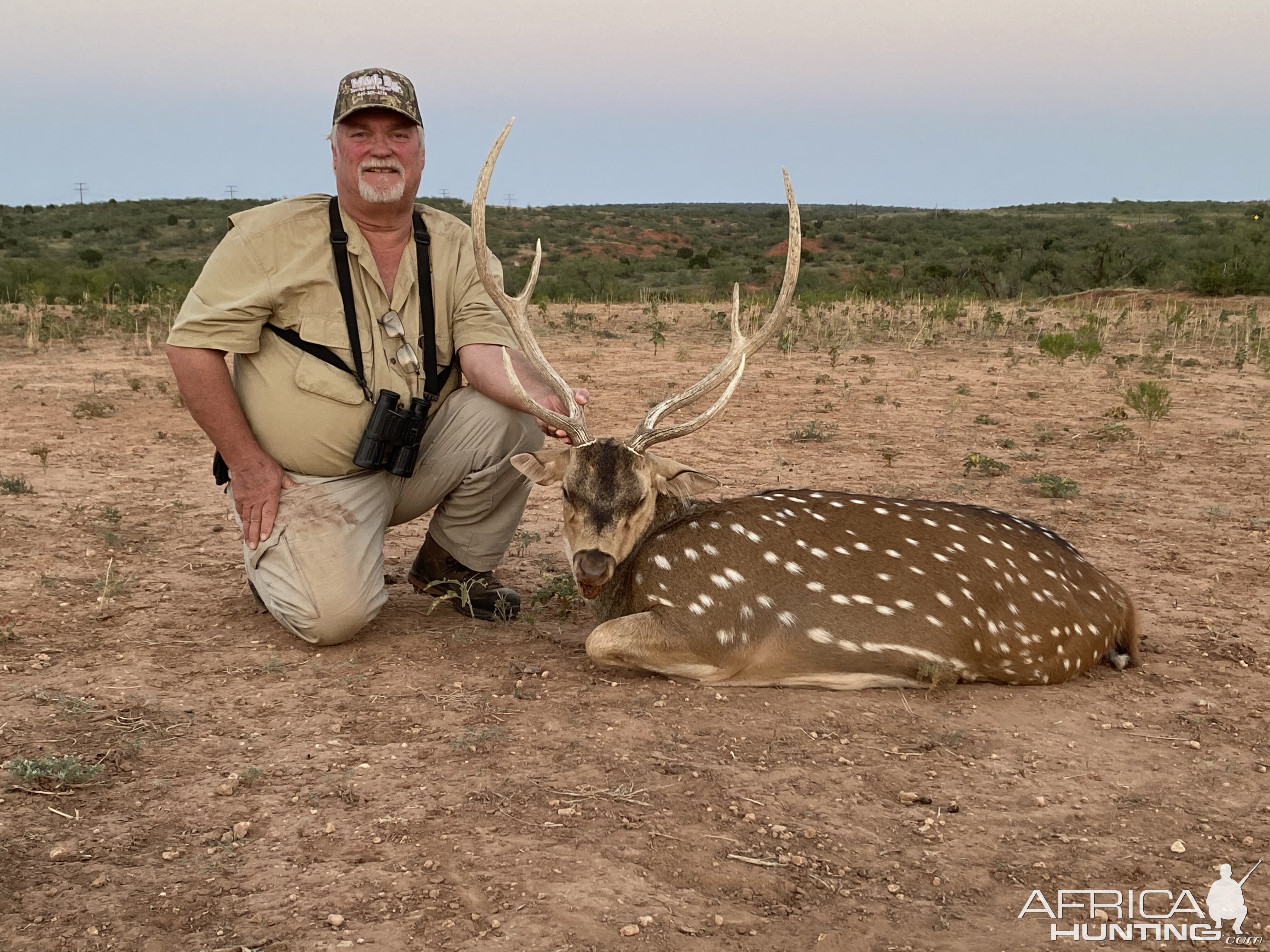 Axis Deer Hunt Texas USA