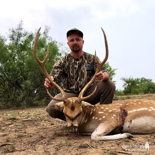 Axis Deer Hunt Texas