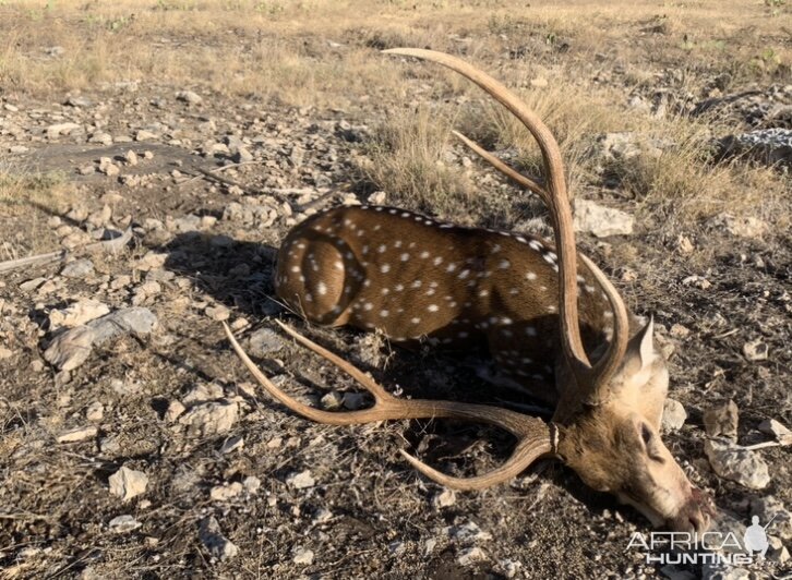 Axis Deer Hunting Sonora Texas