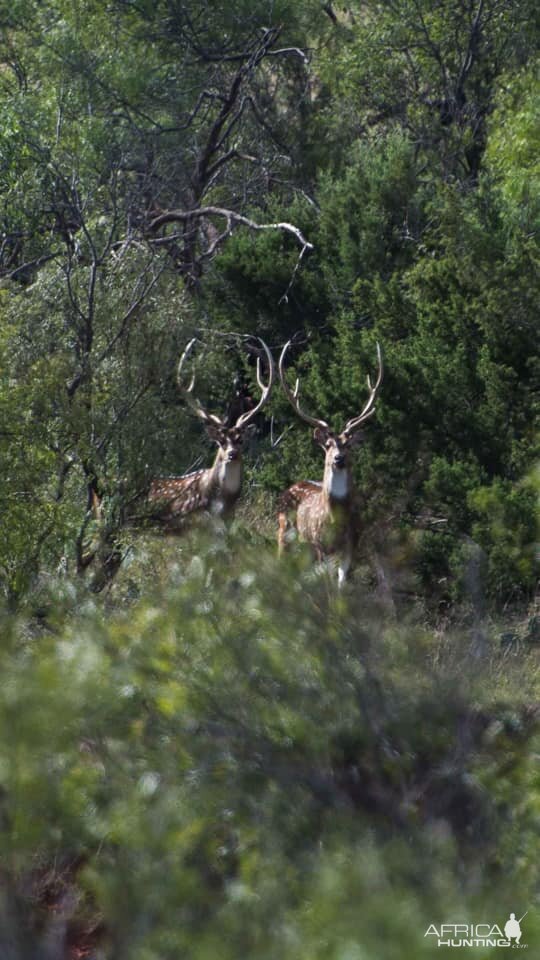 Axis Deer in Texas USA